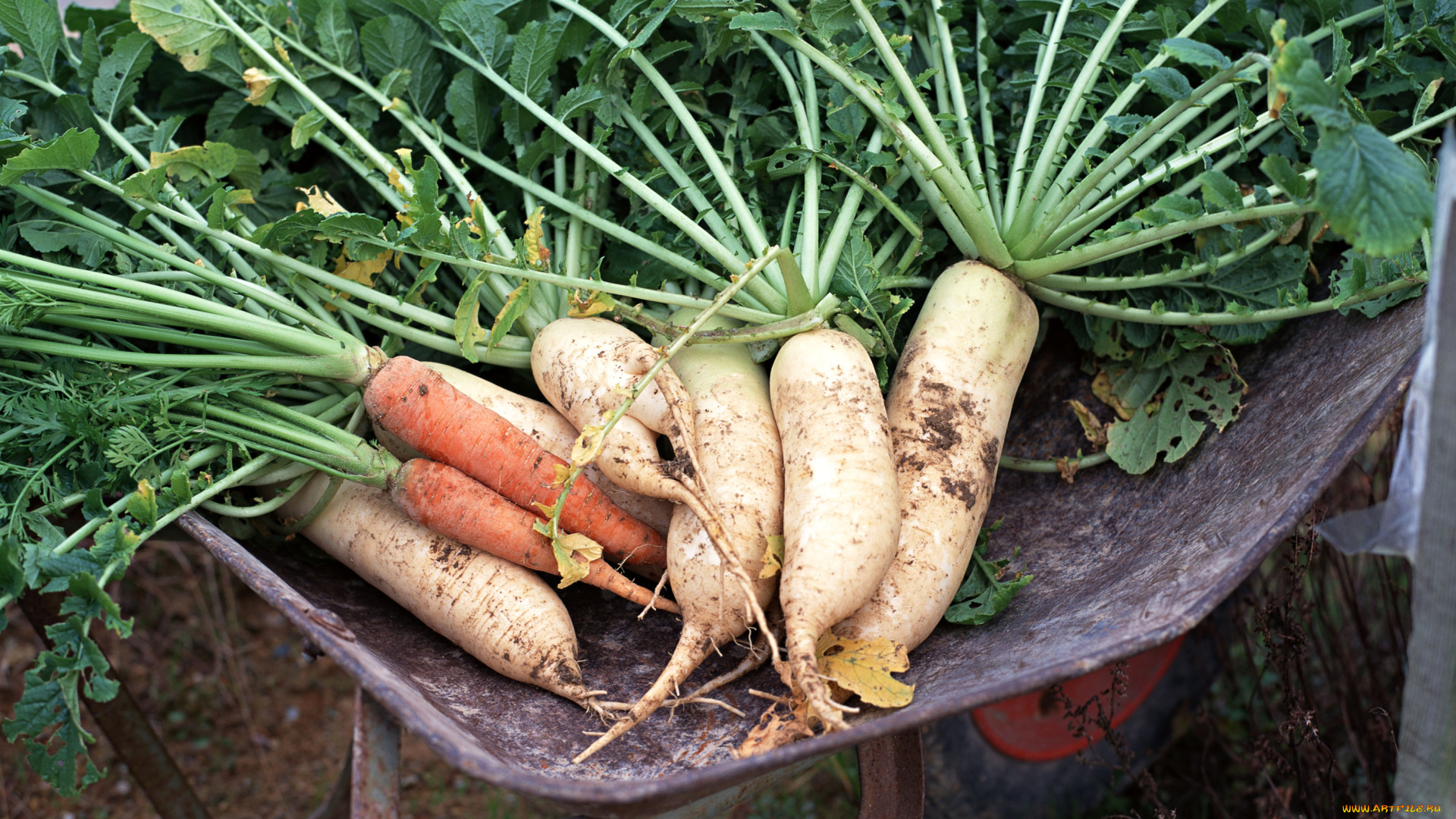 еда, овощи, листья