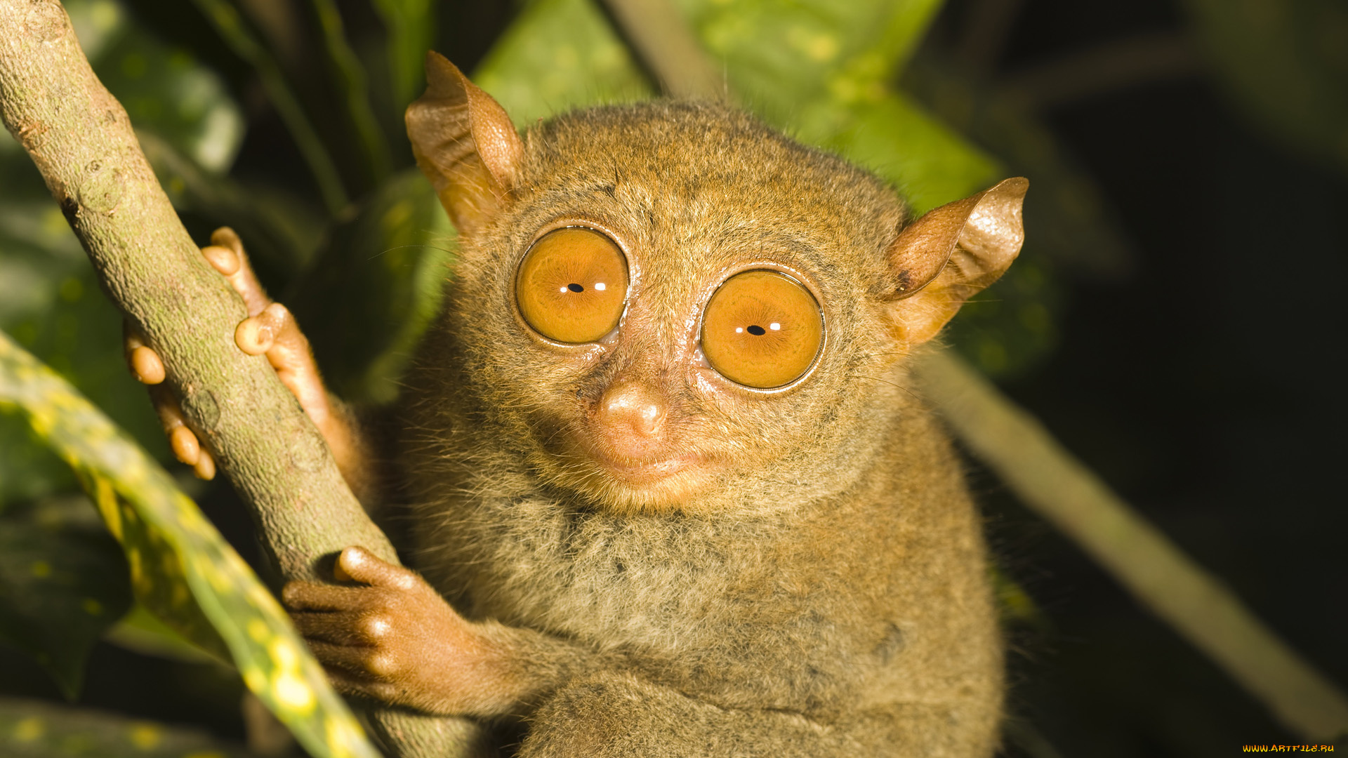 животные, другое, глаза, долгопят