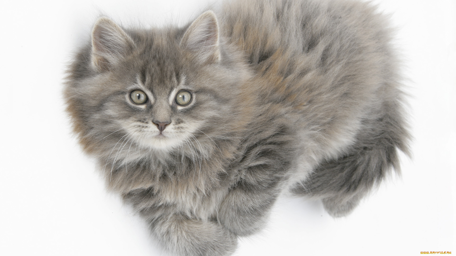 животные, коты, серый