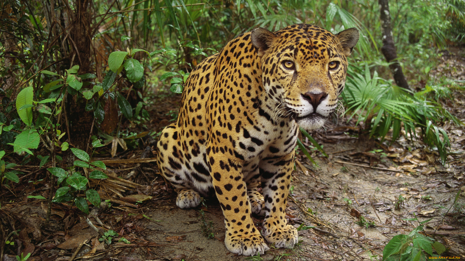 животные, Ягуары, листья