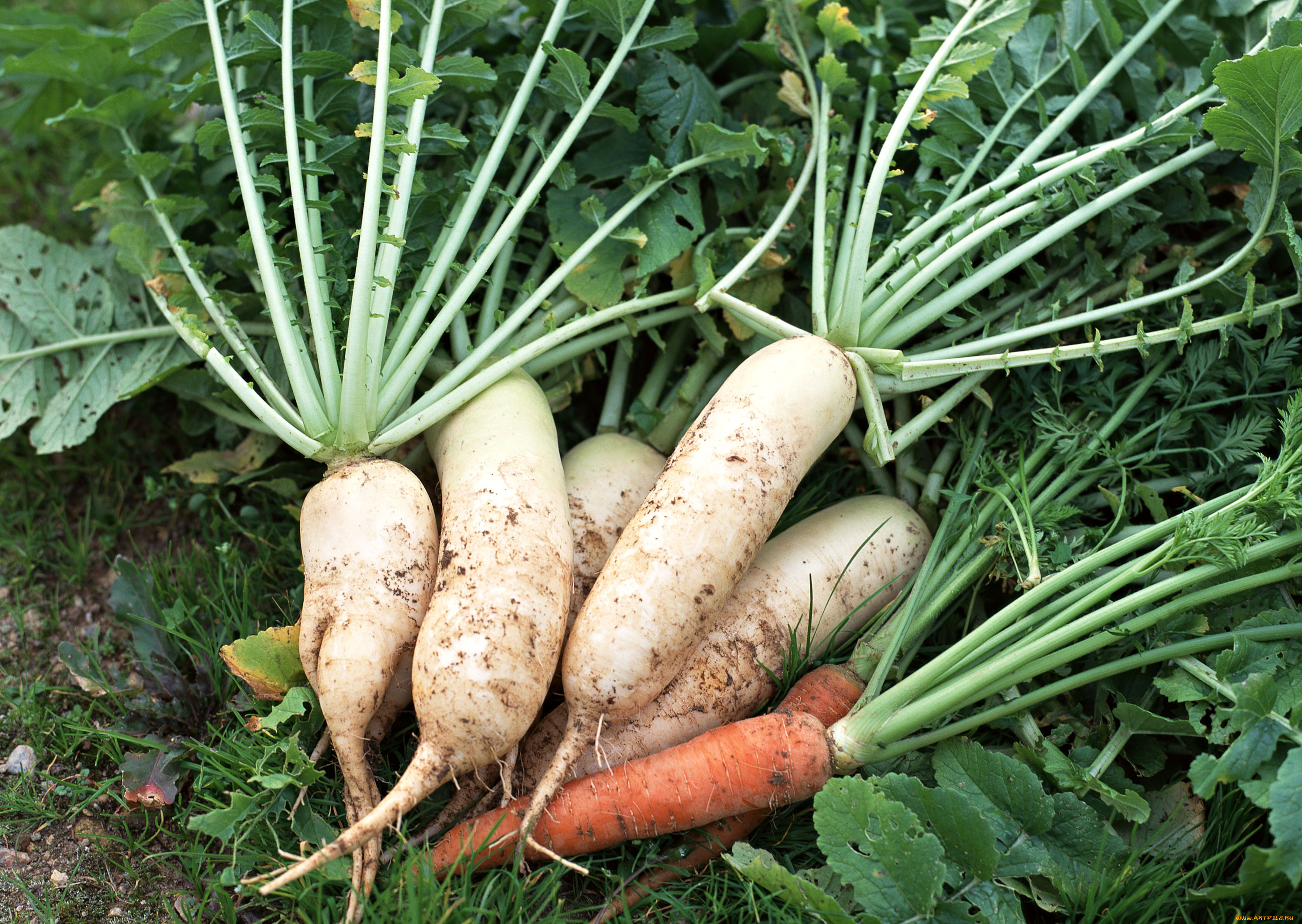 еда, овощи, листья