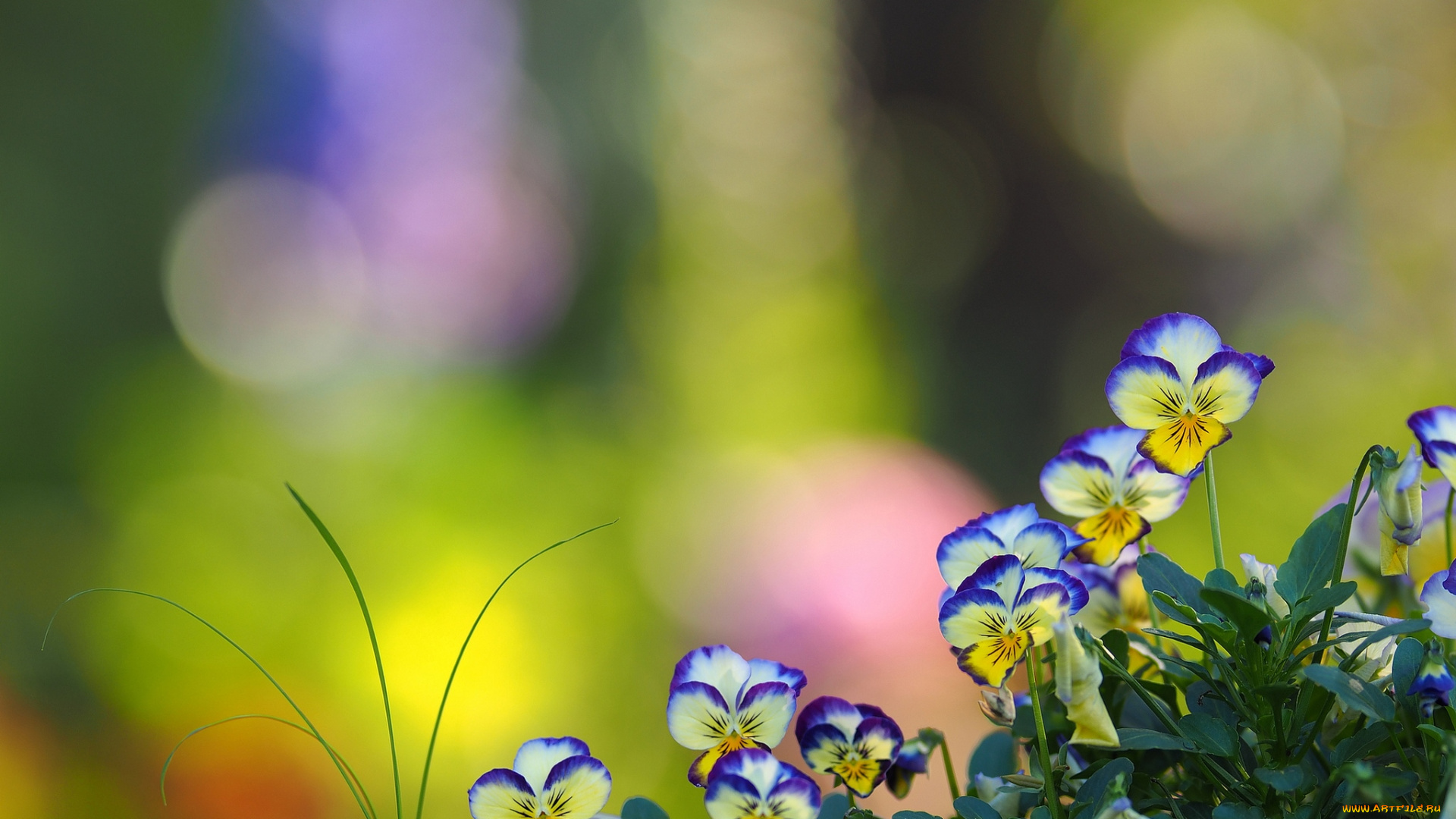 цветы, анютины, глазки, , садовые, фиалки, виола