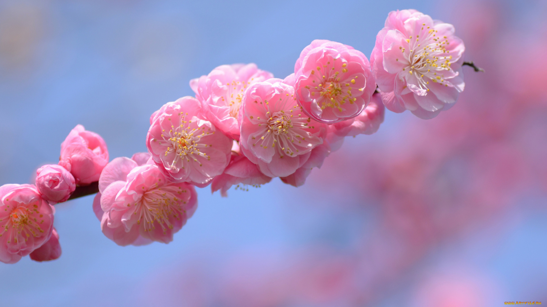 цветы, цветущие, деревья, , , кустарники, ветка