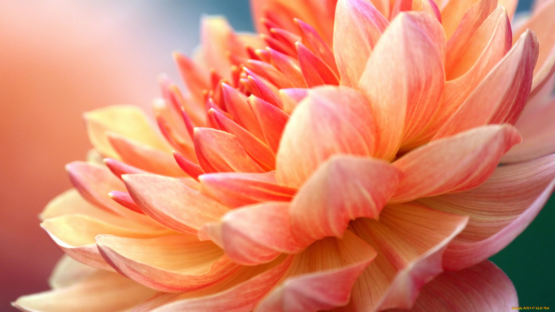 цветы, георгины, крупный, план, остроконечные, лепестки, оранджевый