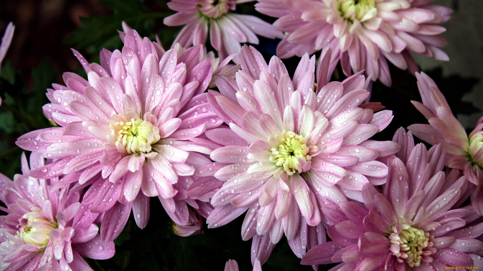 цветы, хризантемы, капли