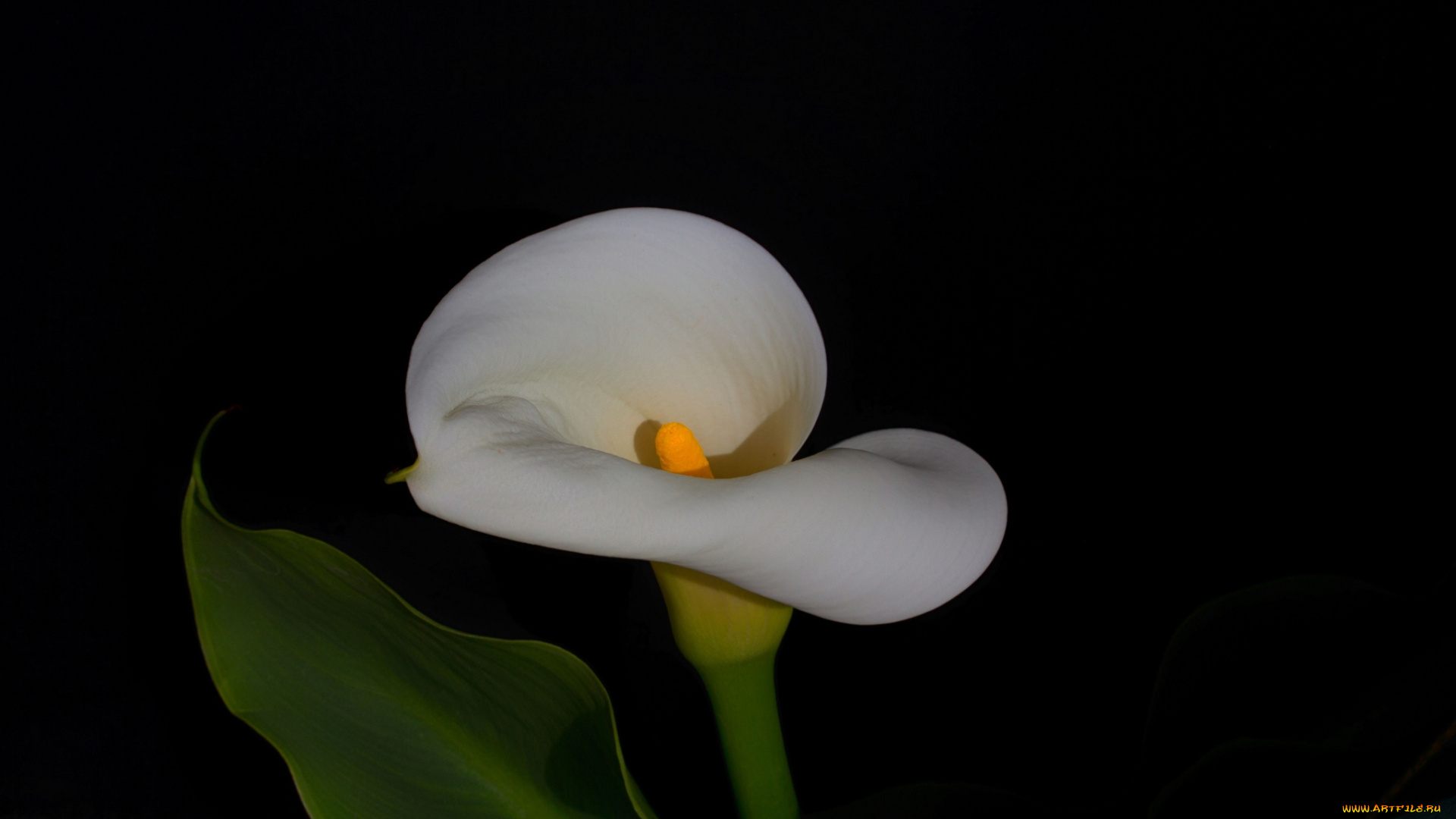 цветы, каллы, белая, калла, цветок