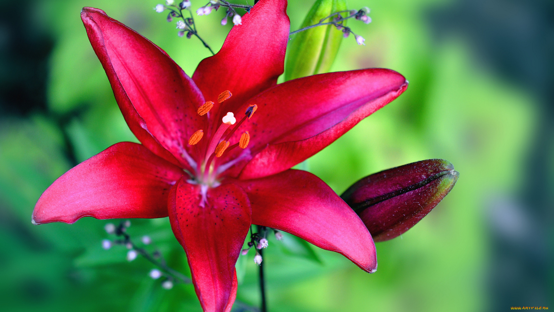 цветы, лилии, , лилейники, лилия