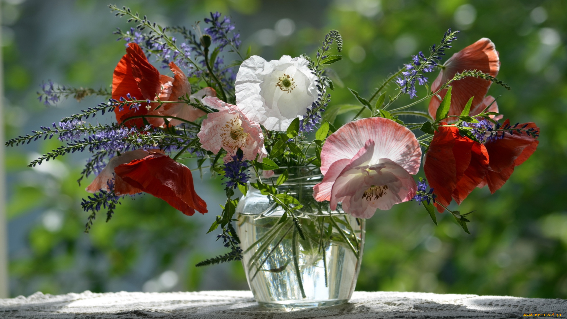 цветы, луговые, , полевые, , цветы, природа, фон