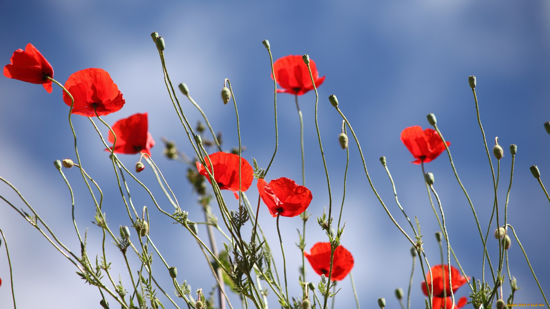 цветы, маки, лето, небо, красные