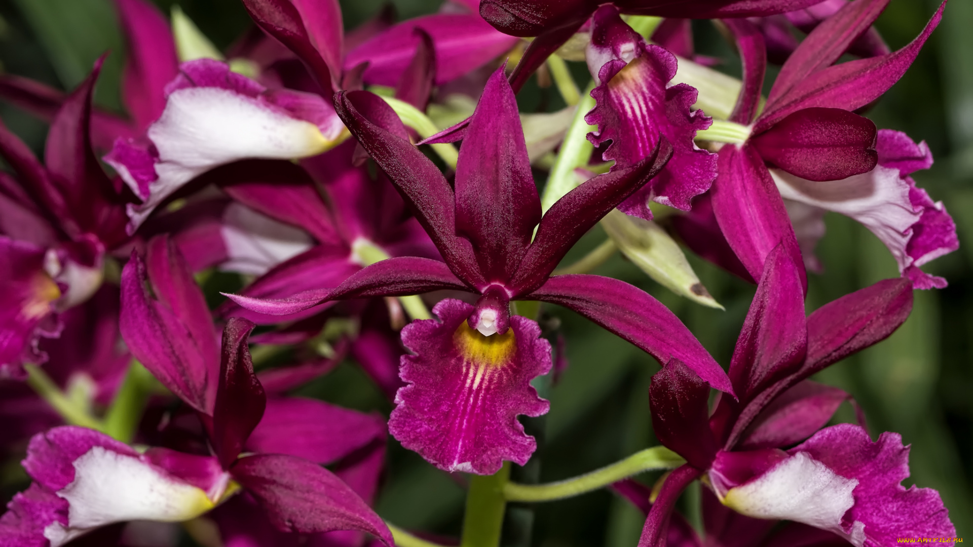 цветы, орхидеи, экзотика