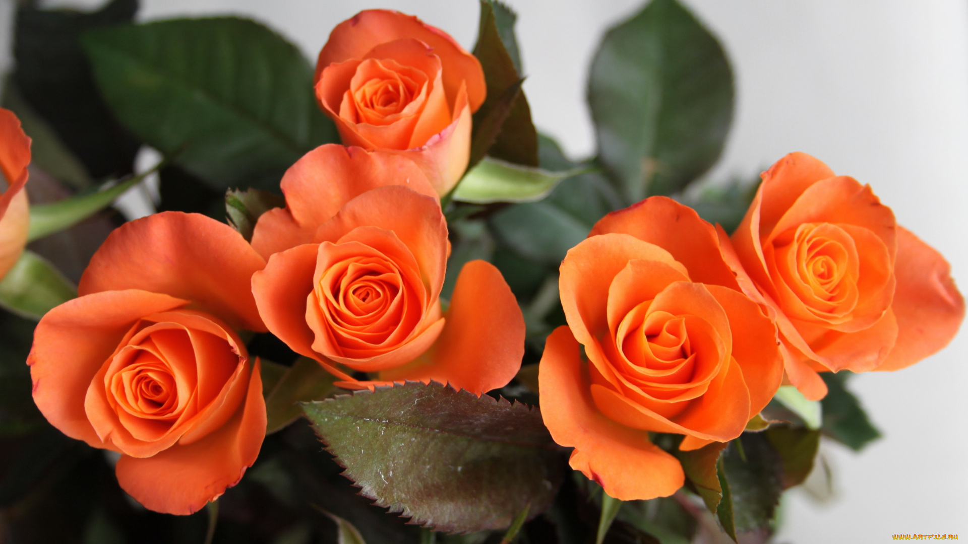 цветы, розы, оранжевый