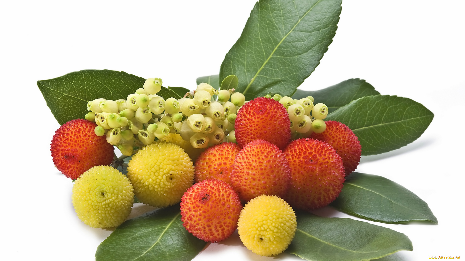 еда, земляничное, дерево, листья, плоды, ягоды