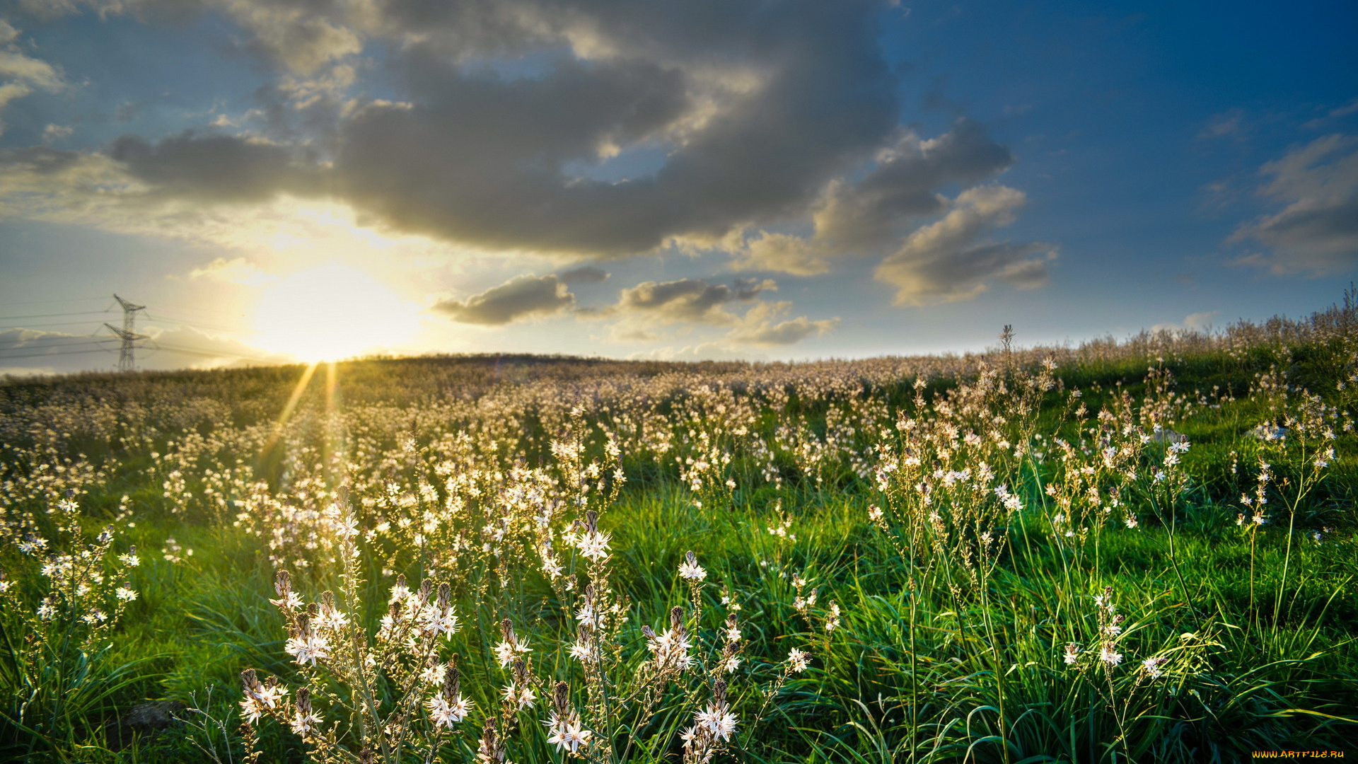 природа, луга, свет, поле, утро
