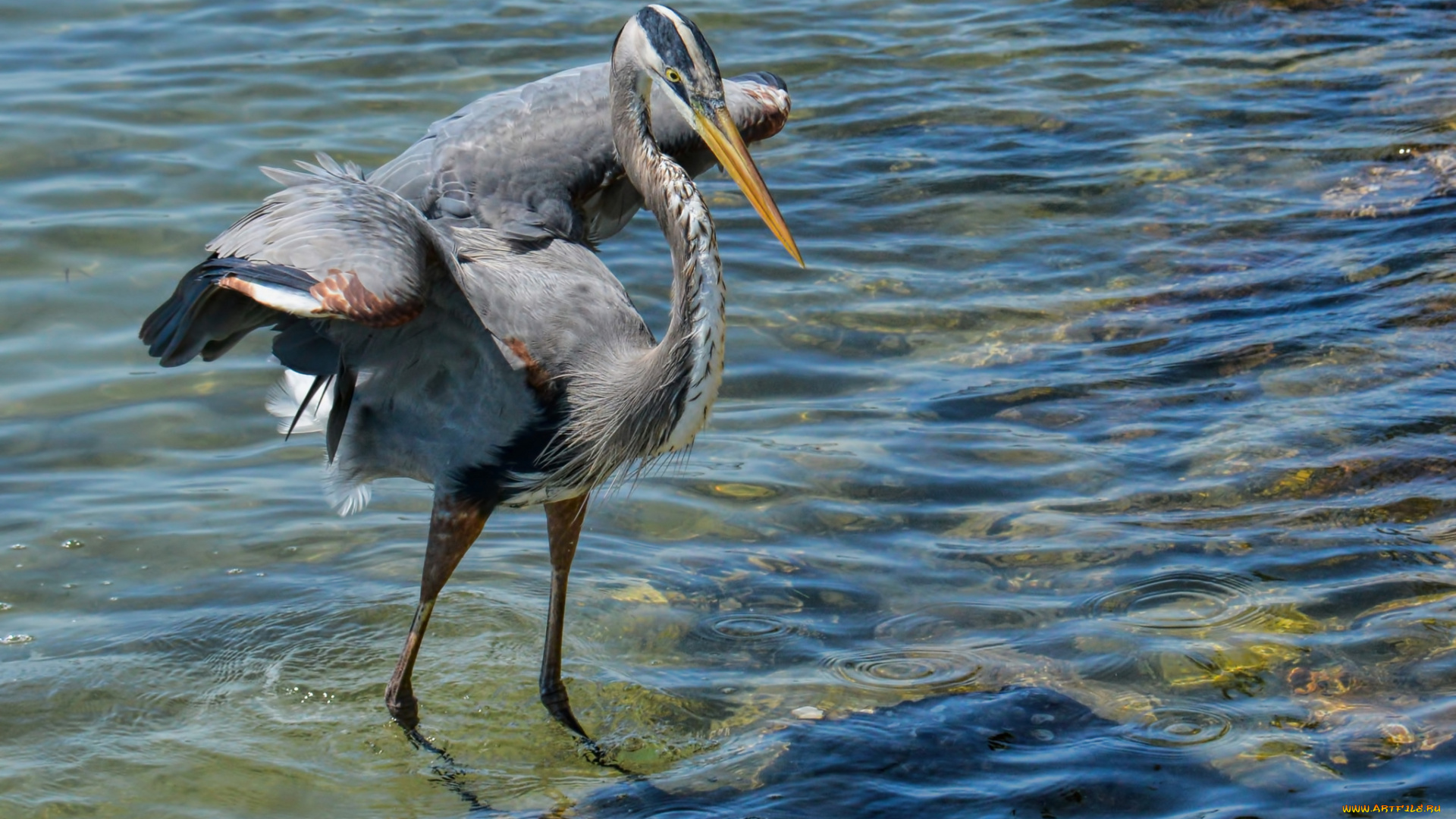 животные, цапли, цапля, серая
