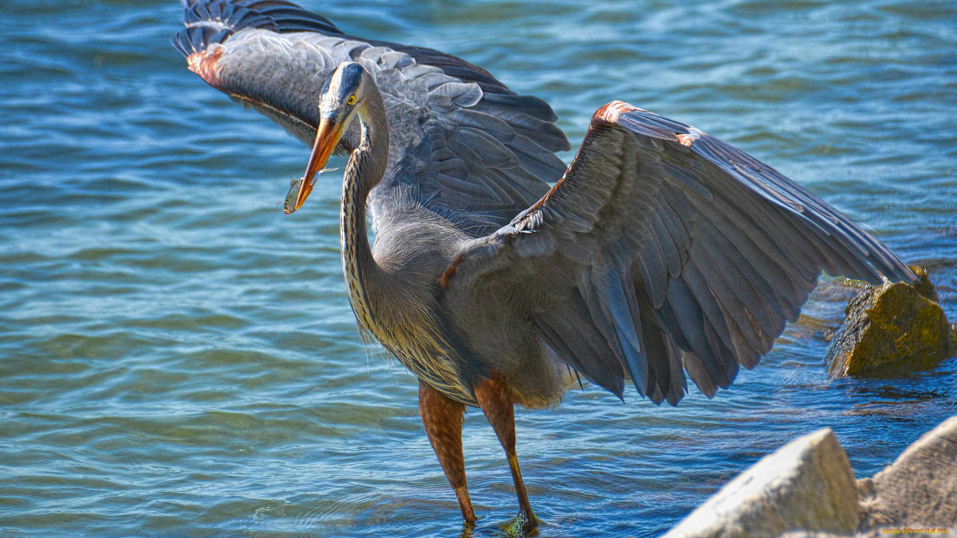 животные, цапли, серая, цапля