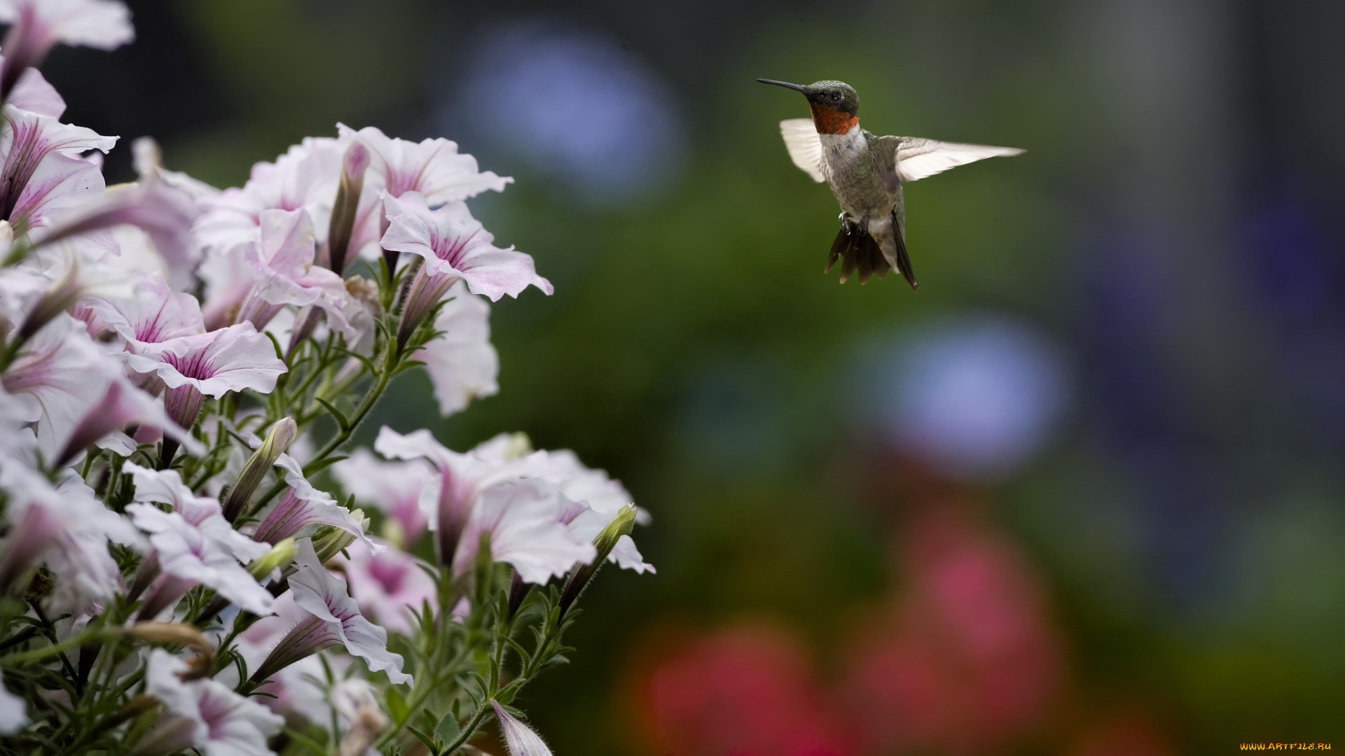 животные, колибри, кроха, полет