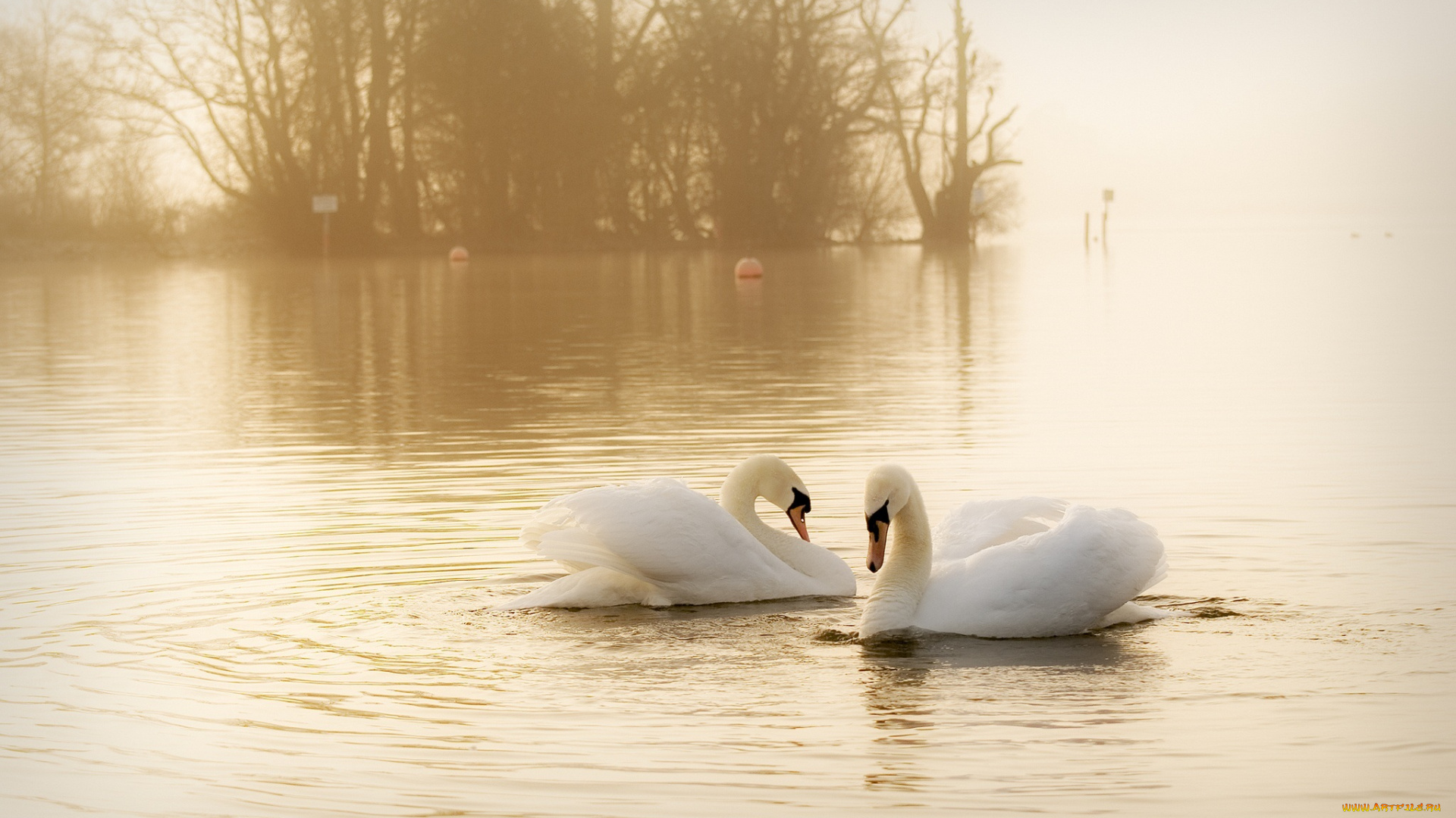 животные, лебеди, грация, вода, пара, дымка