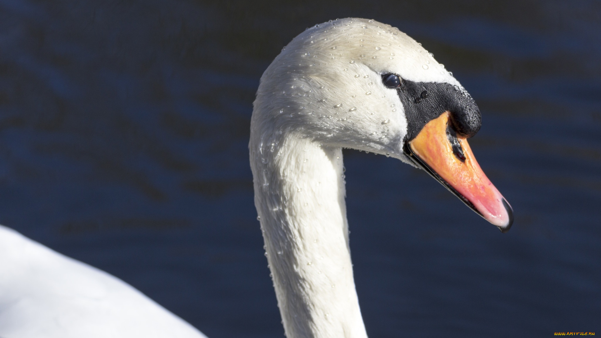 животные, лебеди, лебедь, белый, голова, клюв