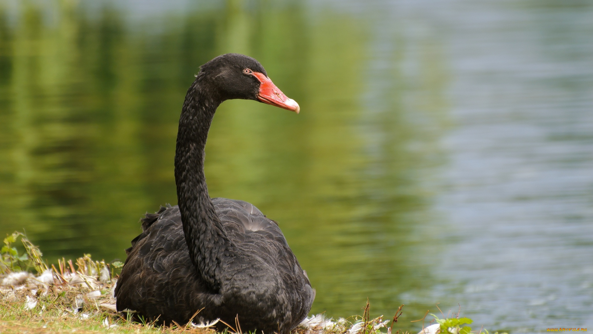 животные, лебеди, лебедь, черный, шея, грация, берег