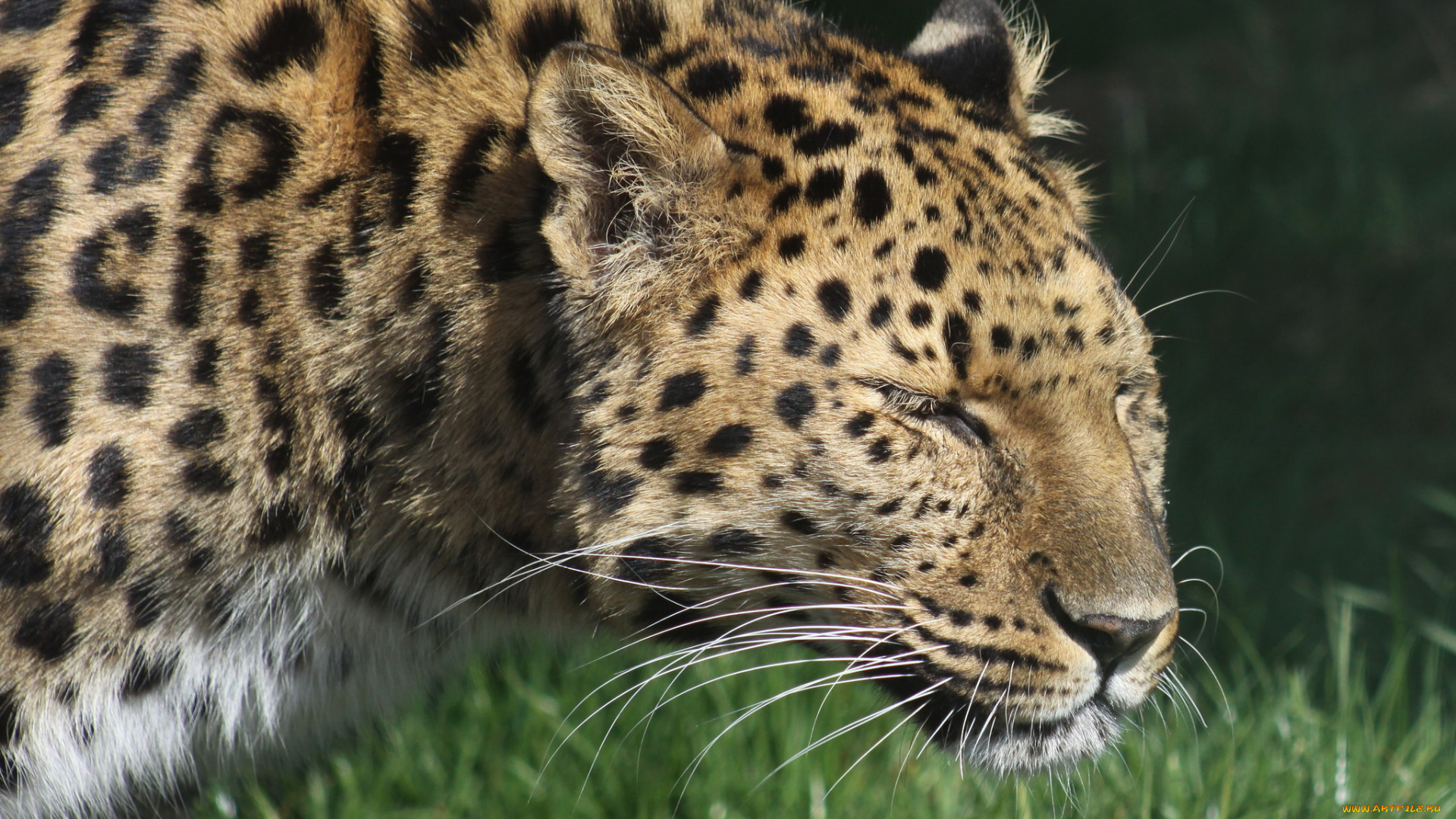 животные, леопарды, леопард, трава