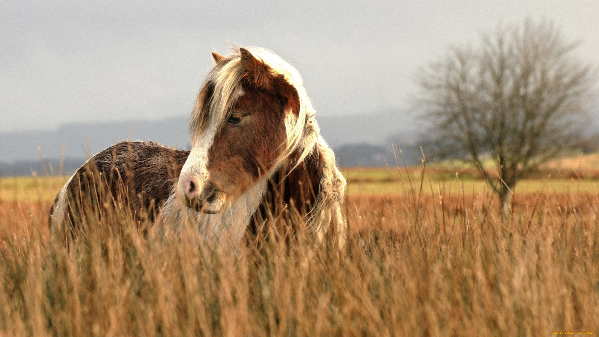 животные, лошади, пастбище, осень, трава, морда, поле, конь, иcландская