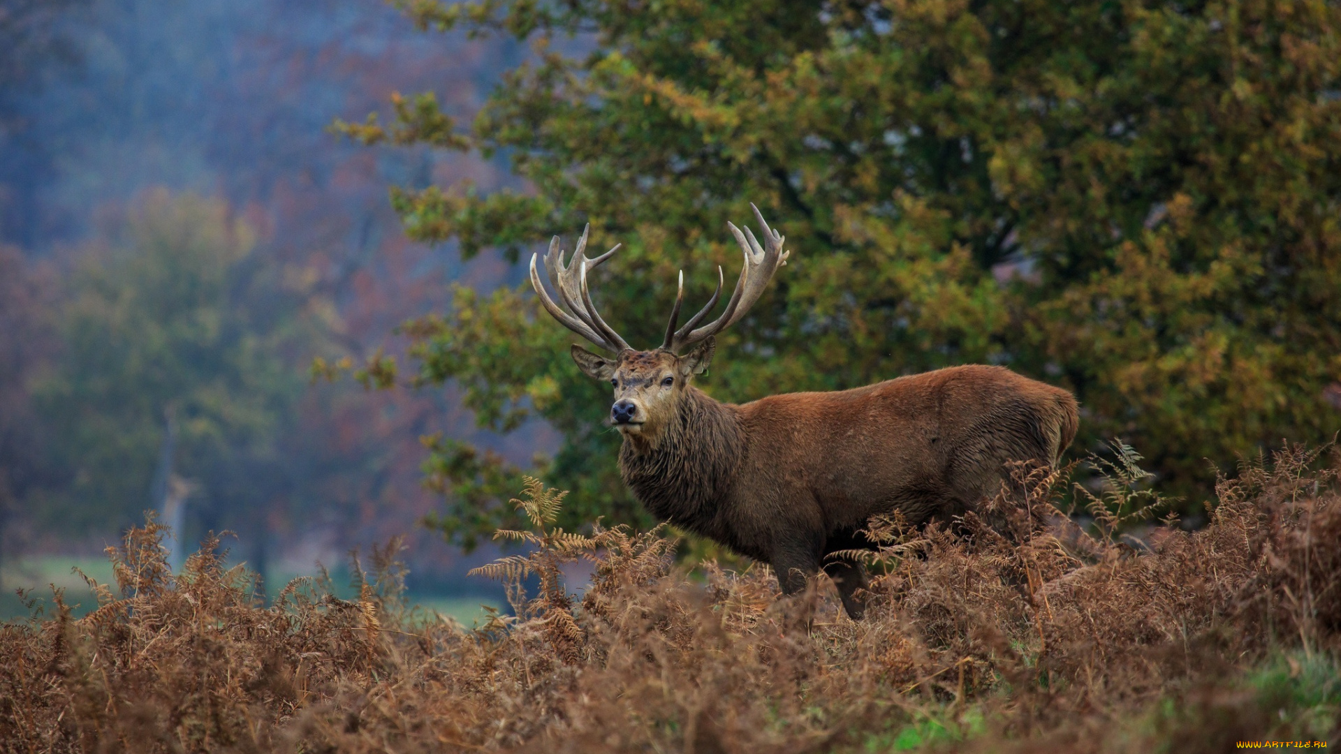 животные, олени, рога, лес, заросли