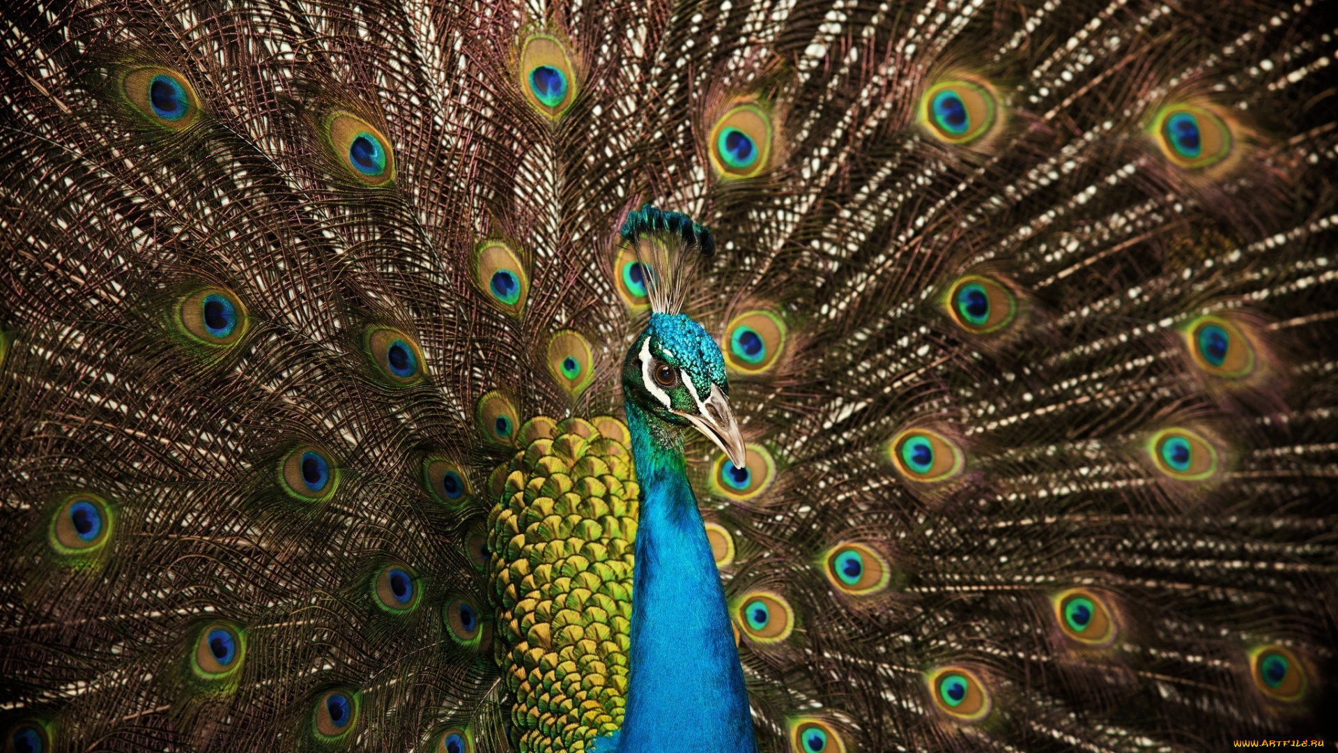 животные, павлины, цвета, хвост, перья, птица