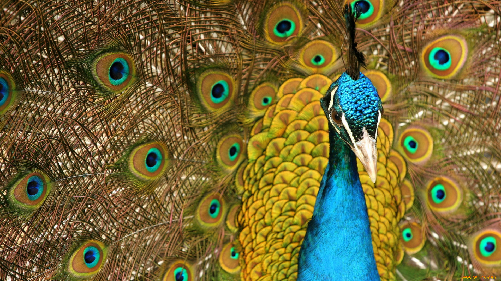 животные, павлины, перья, красота, распушил, хвост, павлин