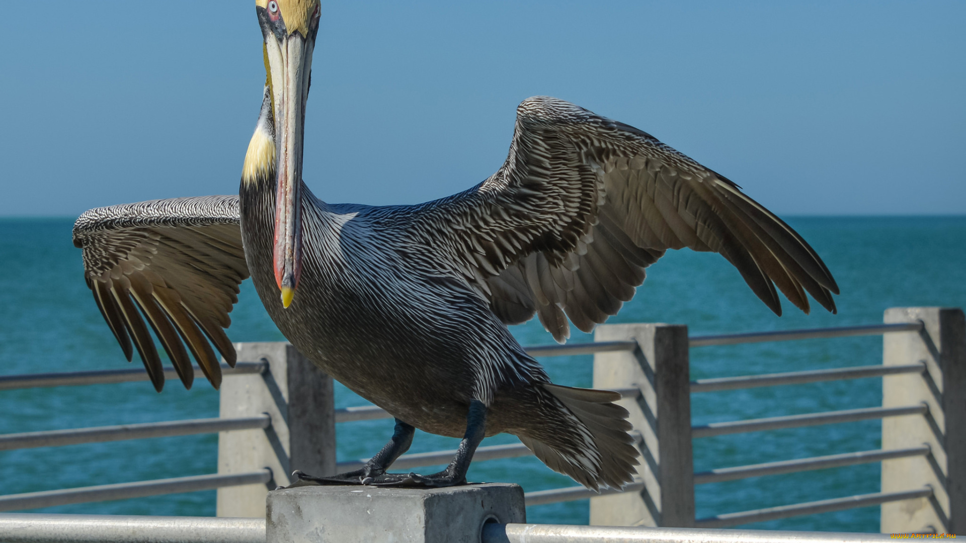 животные, пеликаны, ограда, пеликан