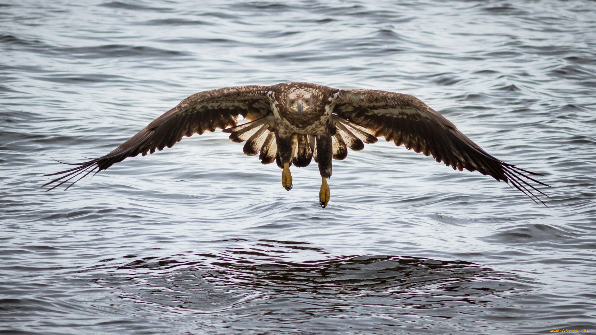 животные, птицы, -, хищники, хищник, крылья, полет, вода