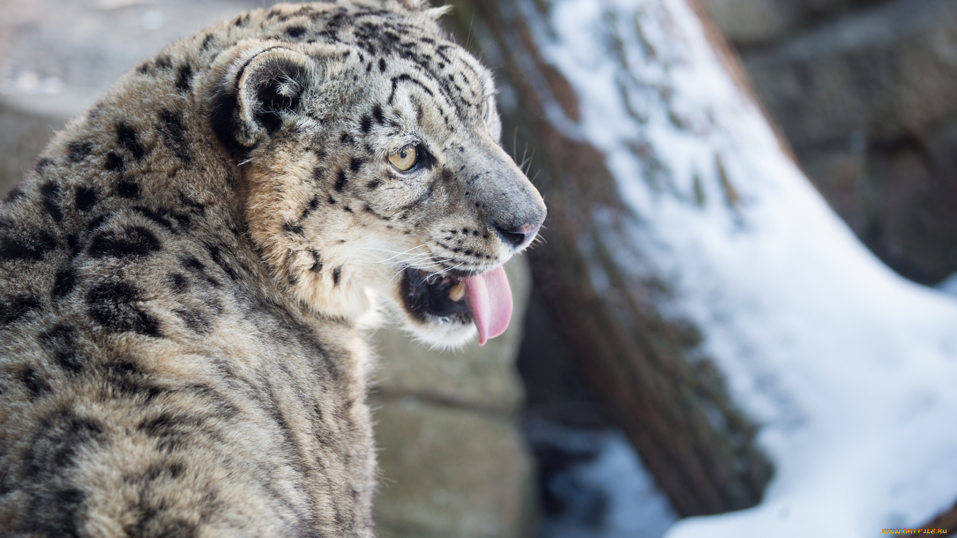 животные, снежный, барс, , ирбис, снег, зима, язык, морда, кошка