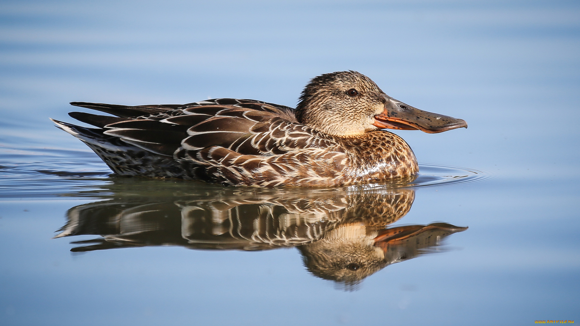 животные, утки, утка, вода