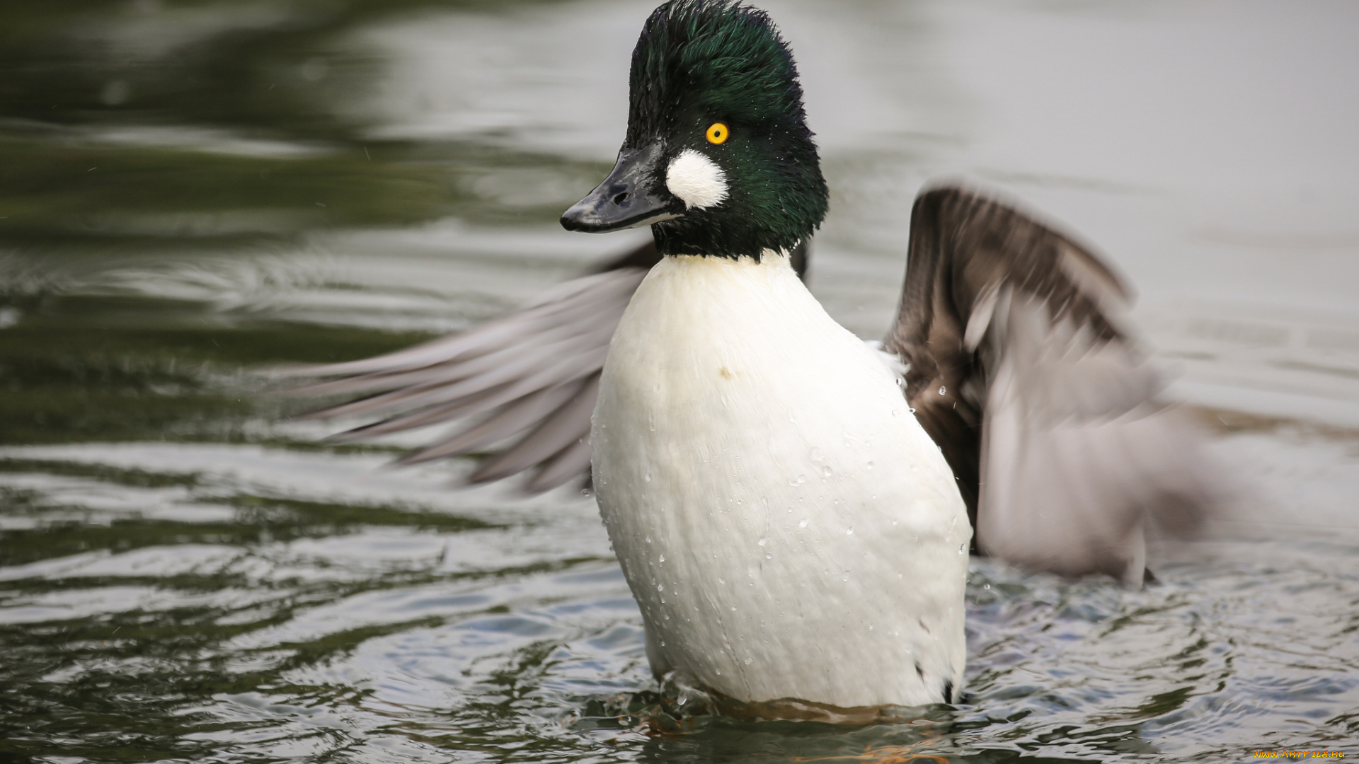 животные, утки, утка, вода