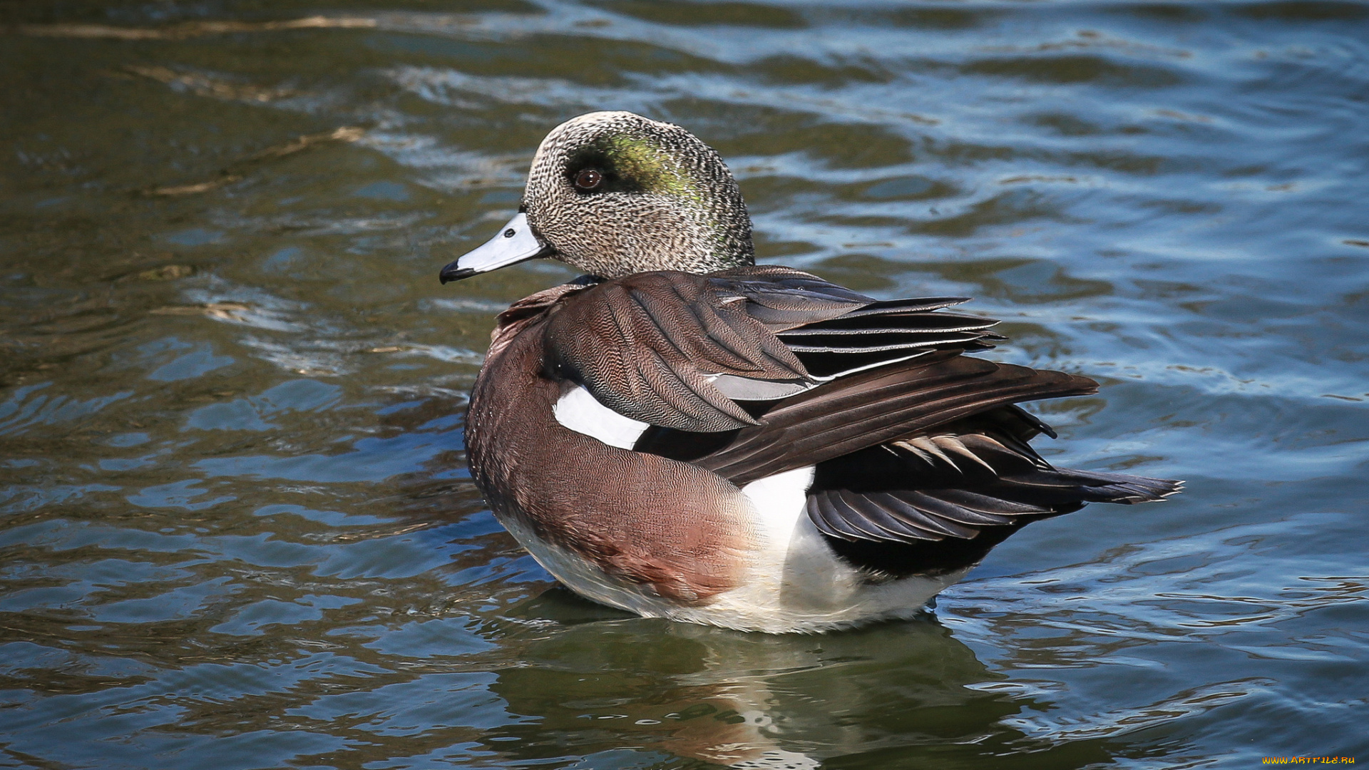 животные, утки, утка, вода