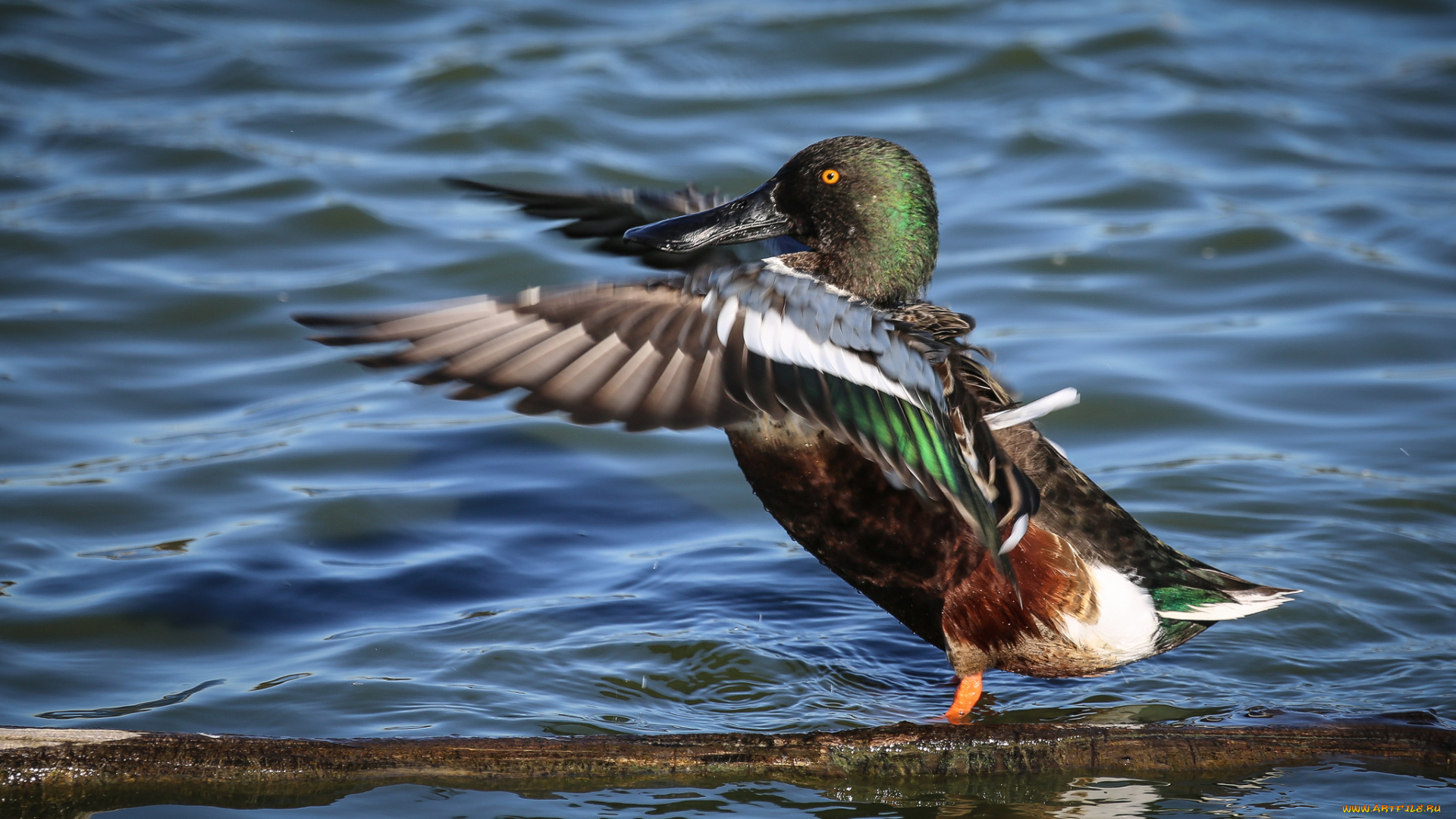 животные, утки, утка, вода