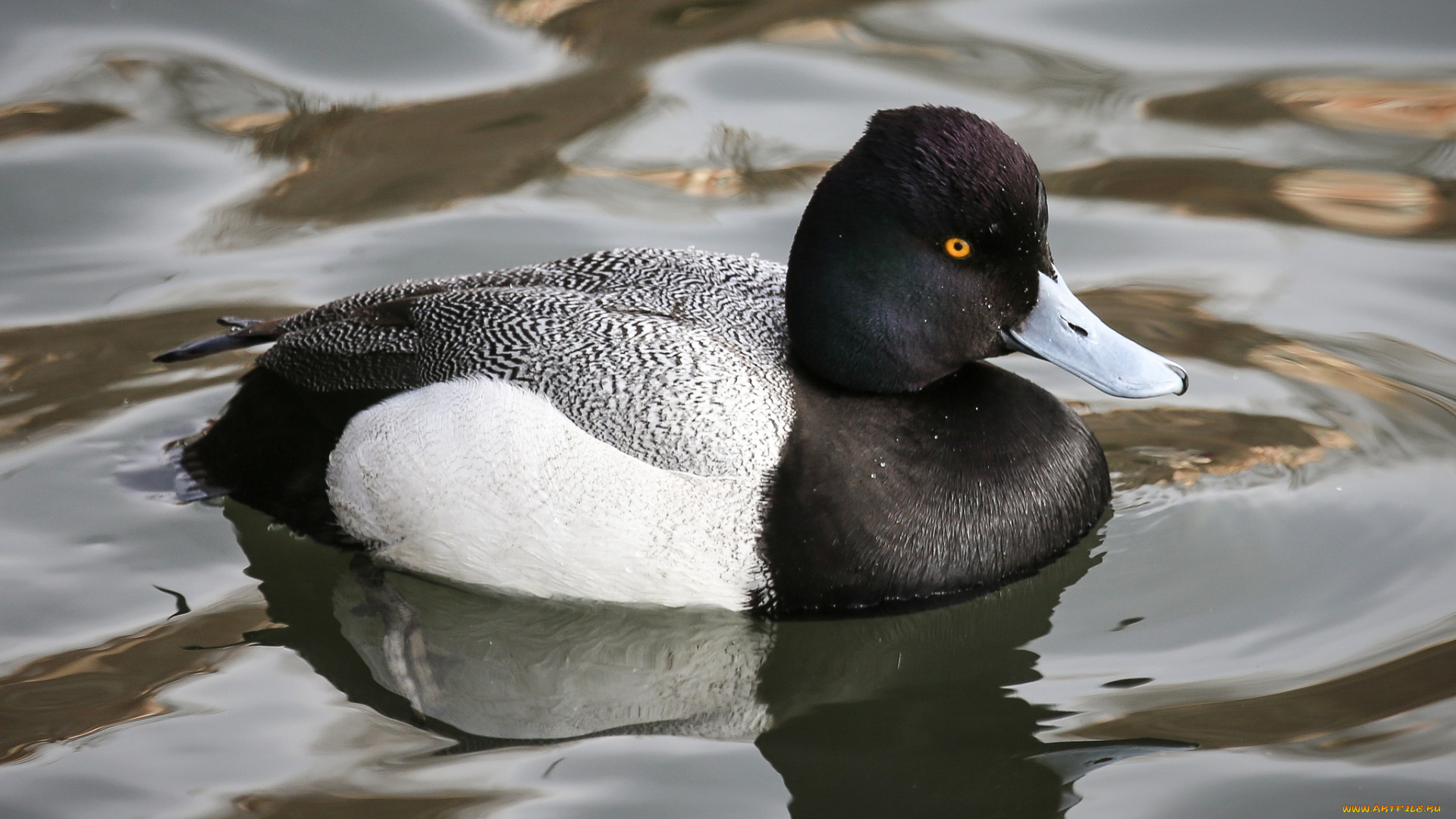 животные, утки, утка, вода