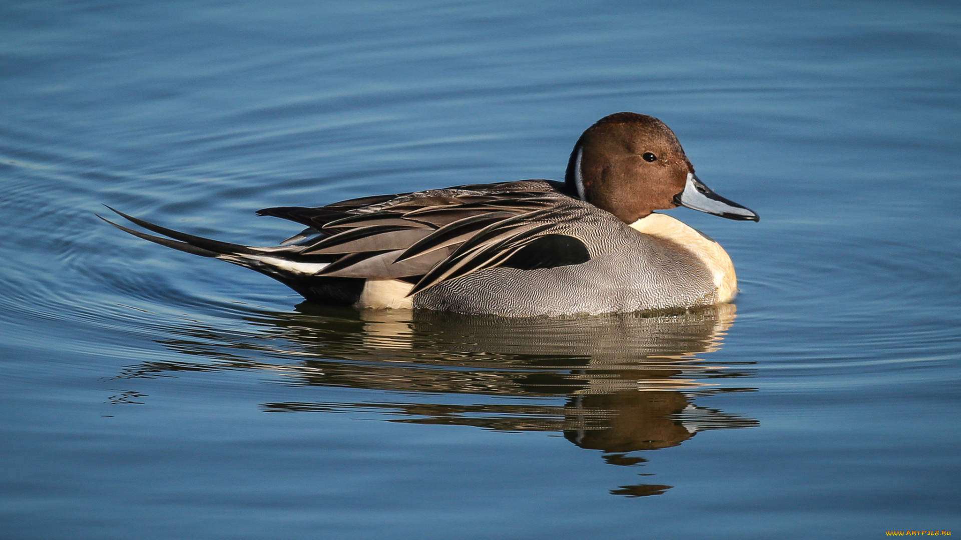 животные, утки, утка, вода