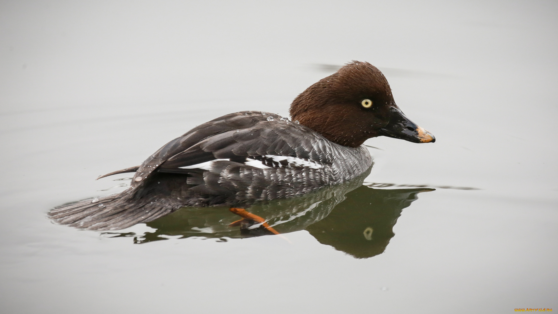 животные, утки, вода, утка