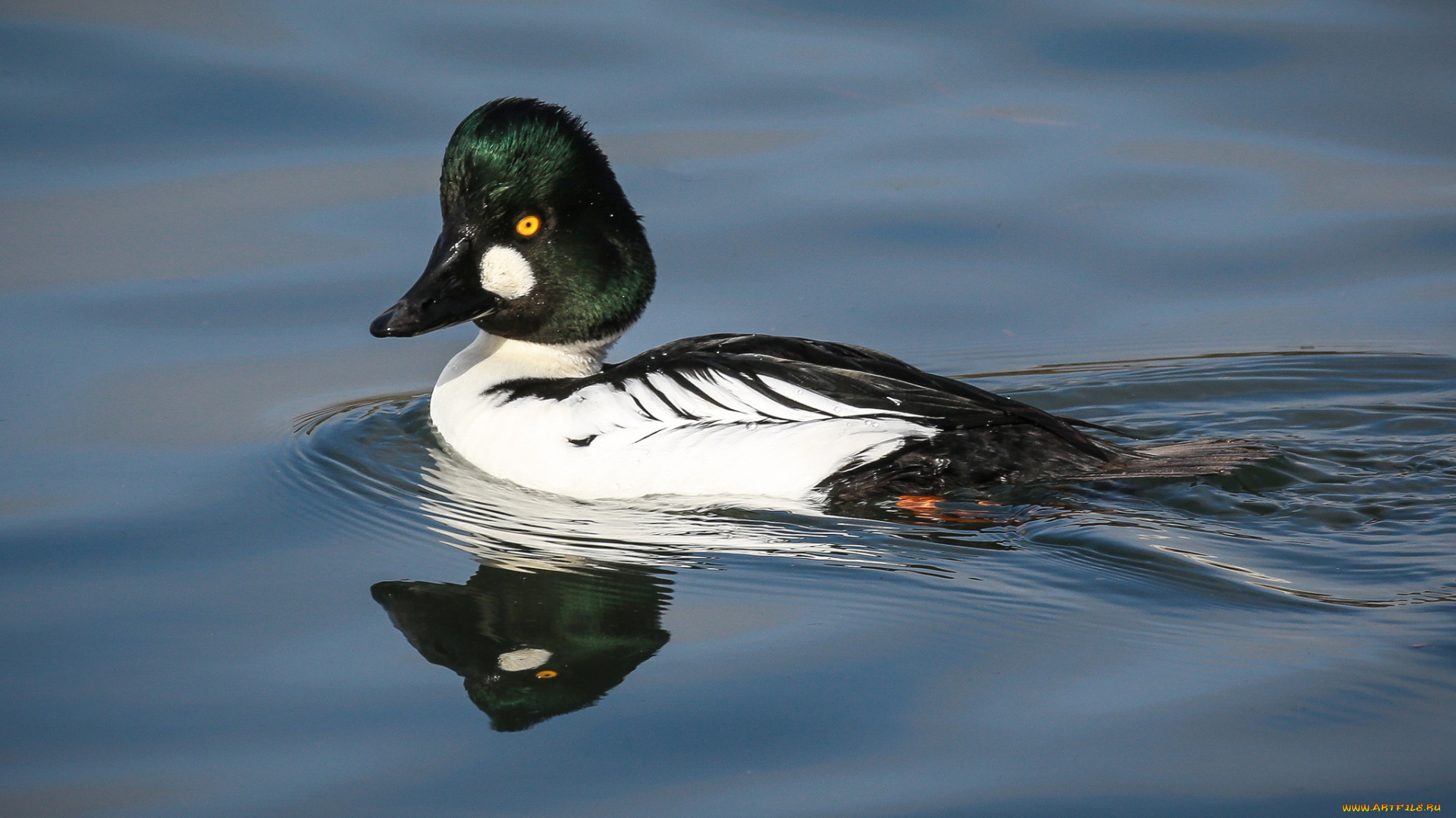 животные, утки, вода, утка