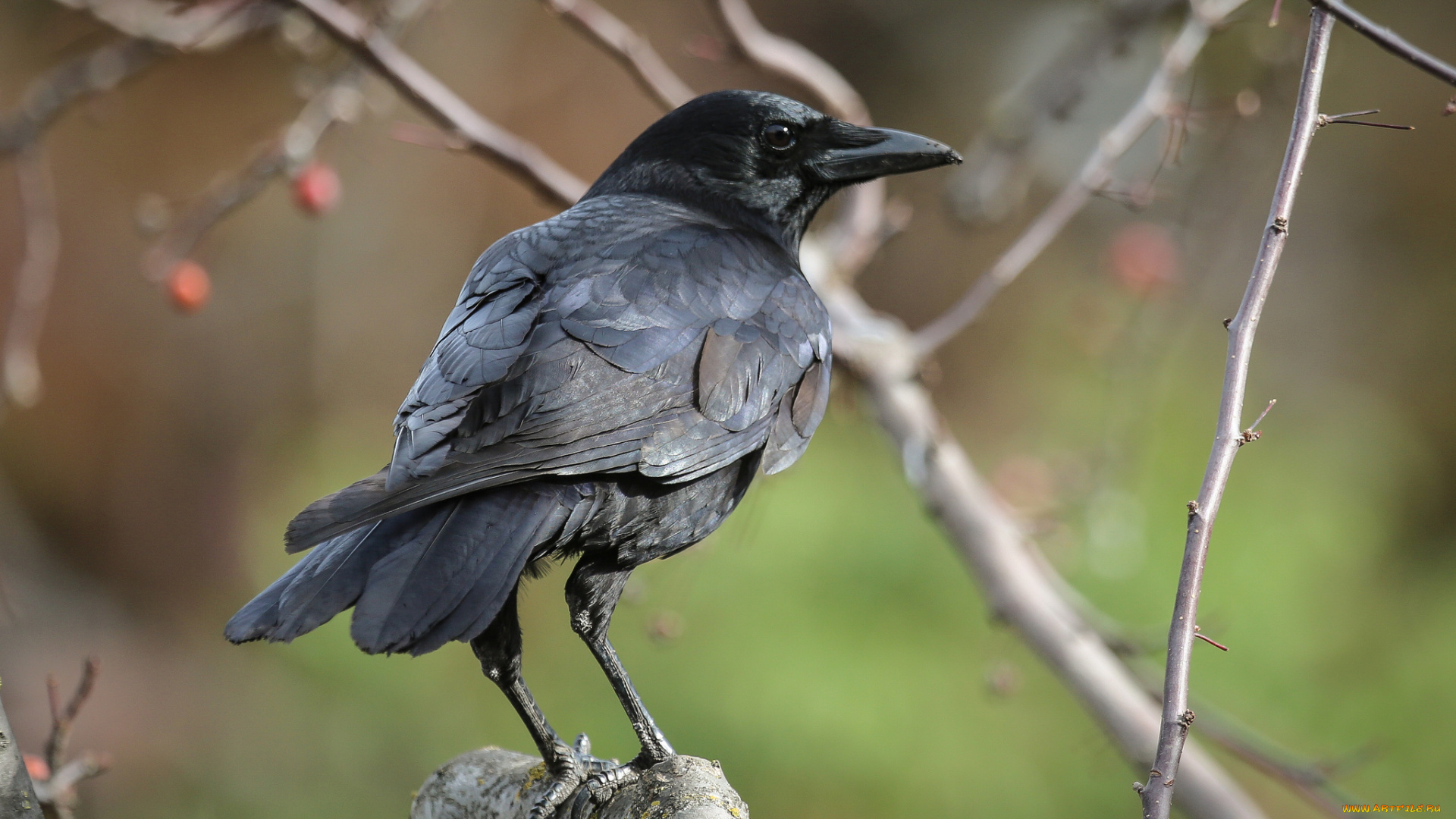 животные, вороны, , грачи, , галки, ворон, черный