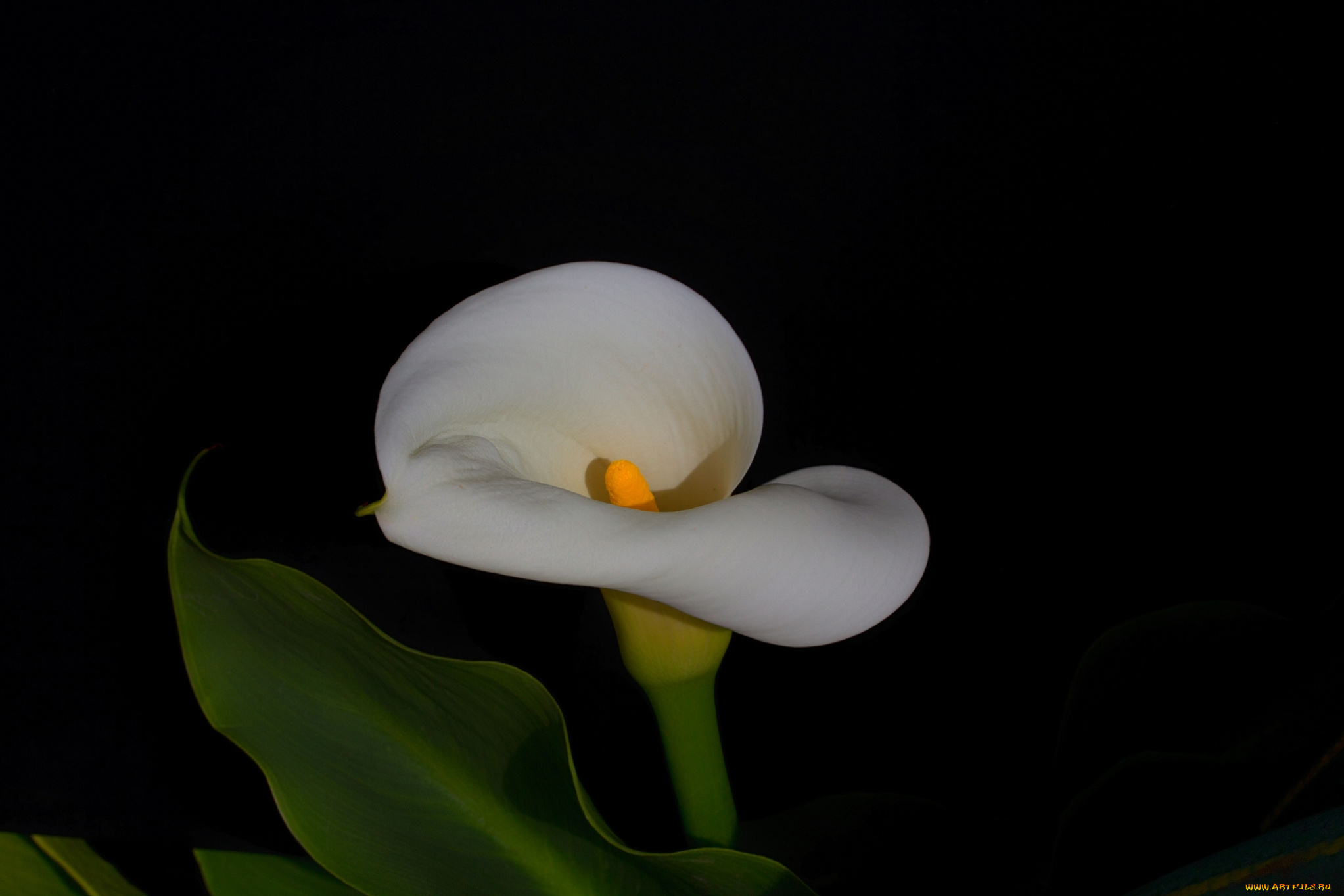 цветы, каллы, белая, калла, цветок