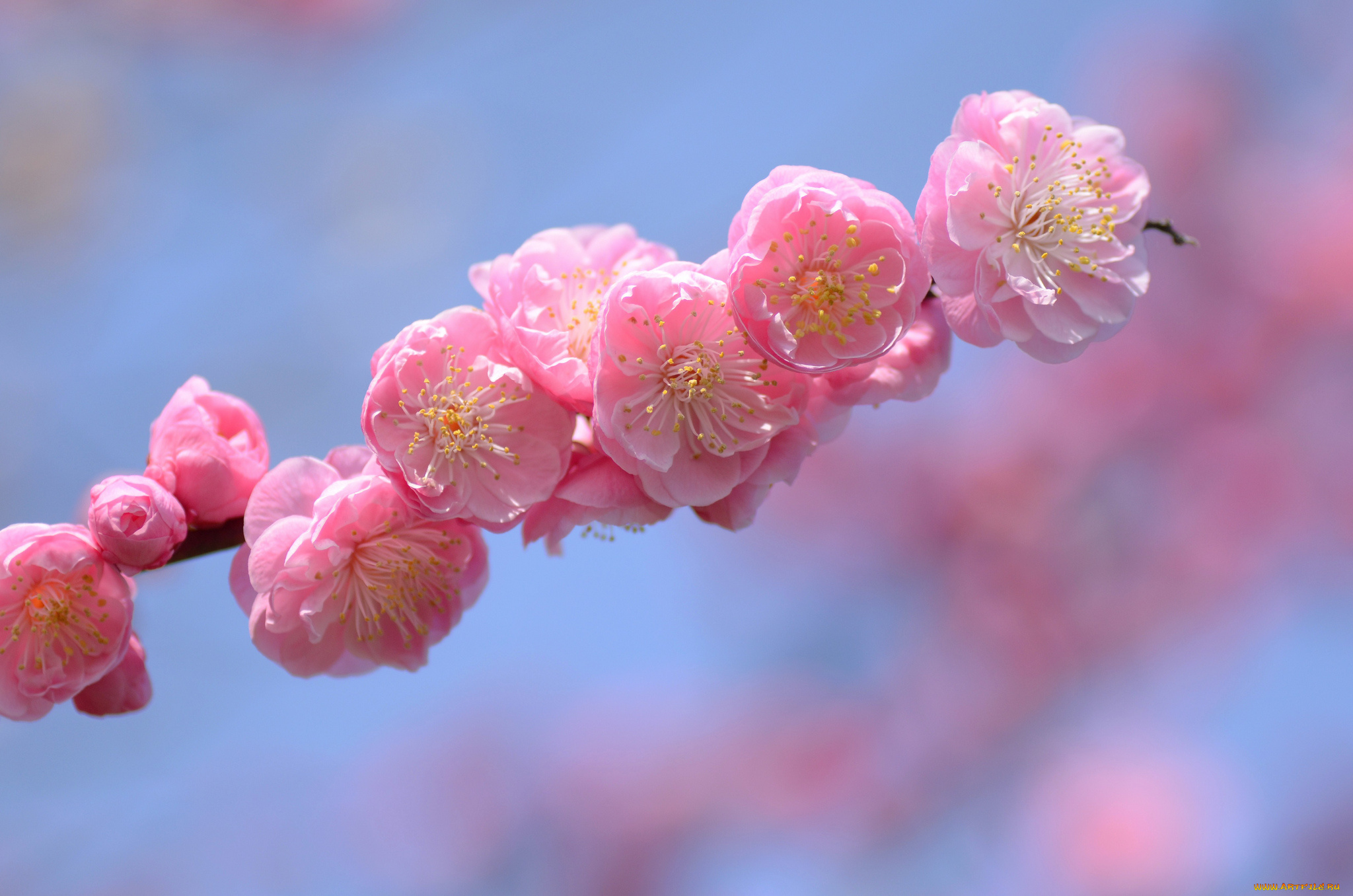 цветы, цветущие, деревья, , , кустарники, ветка