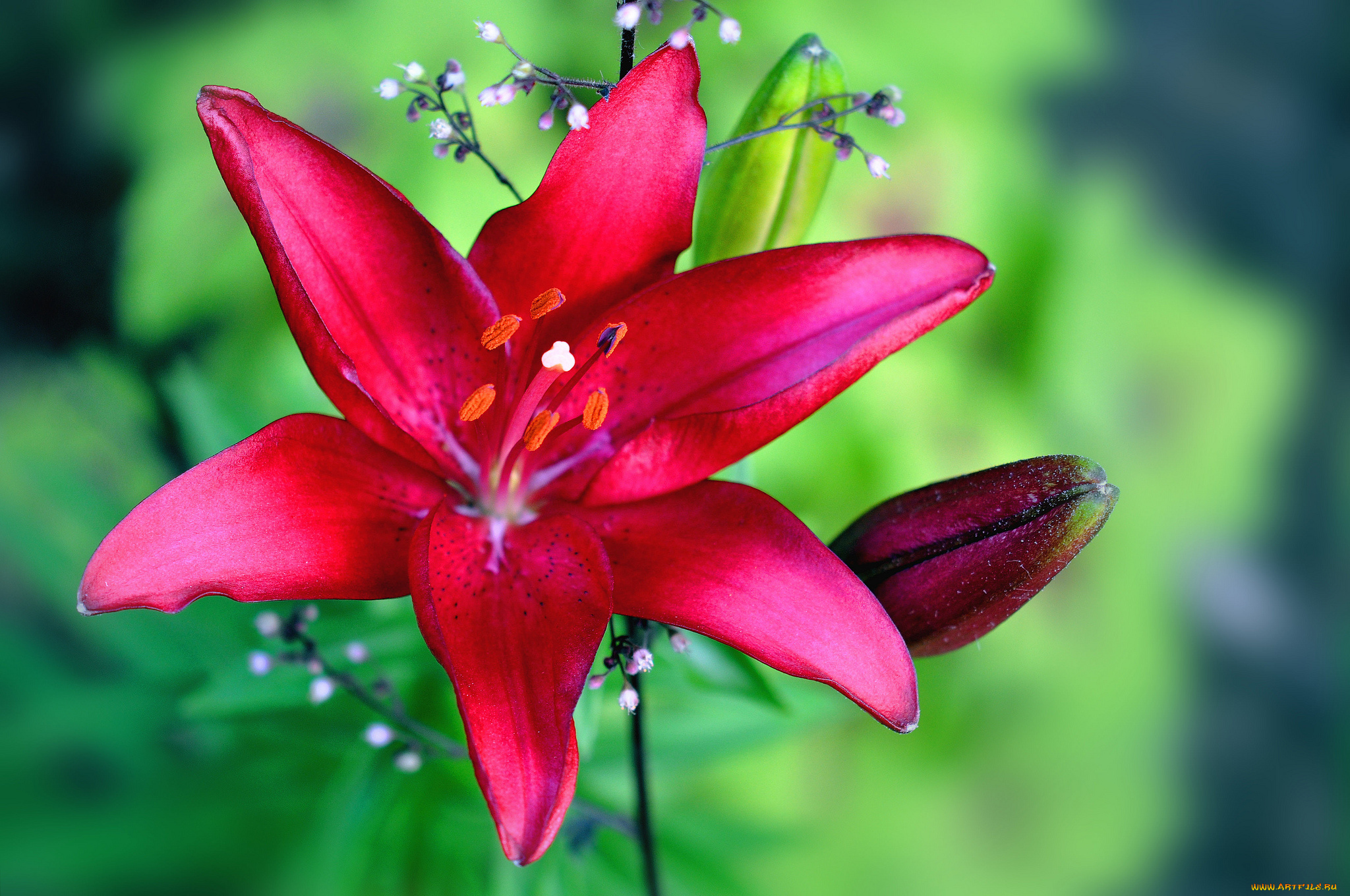 цветы, лилии, , лилейники, лилия