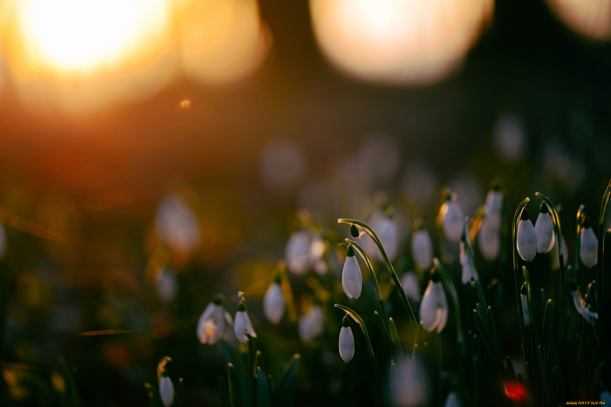 цветы, подснежники, , белоцветник, весна, блики