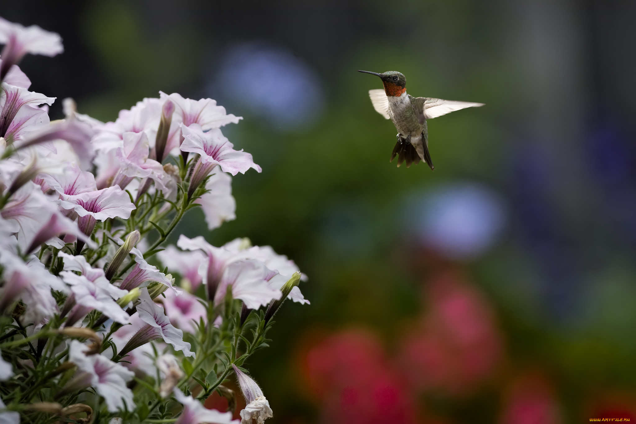 животные, колибри, кроха, полет
