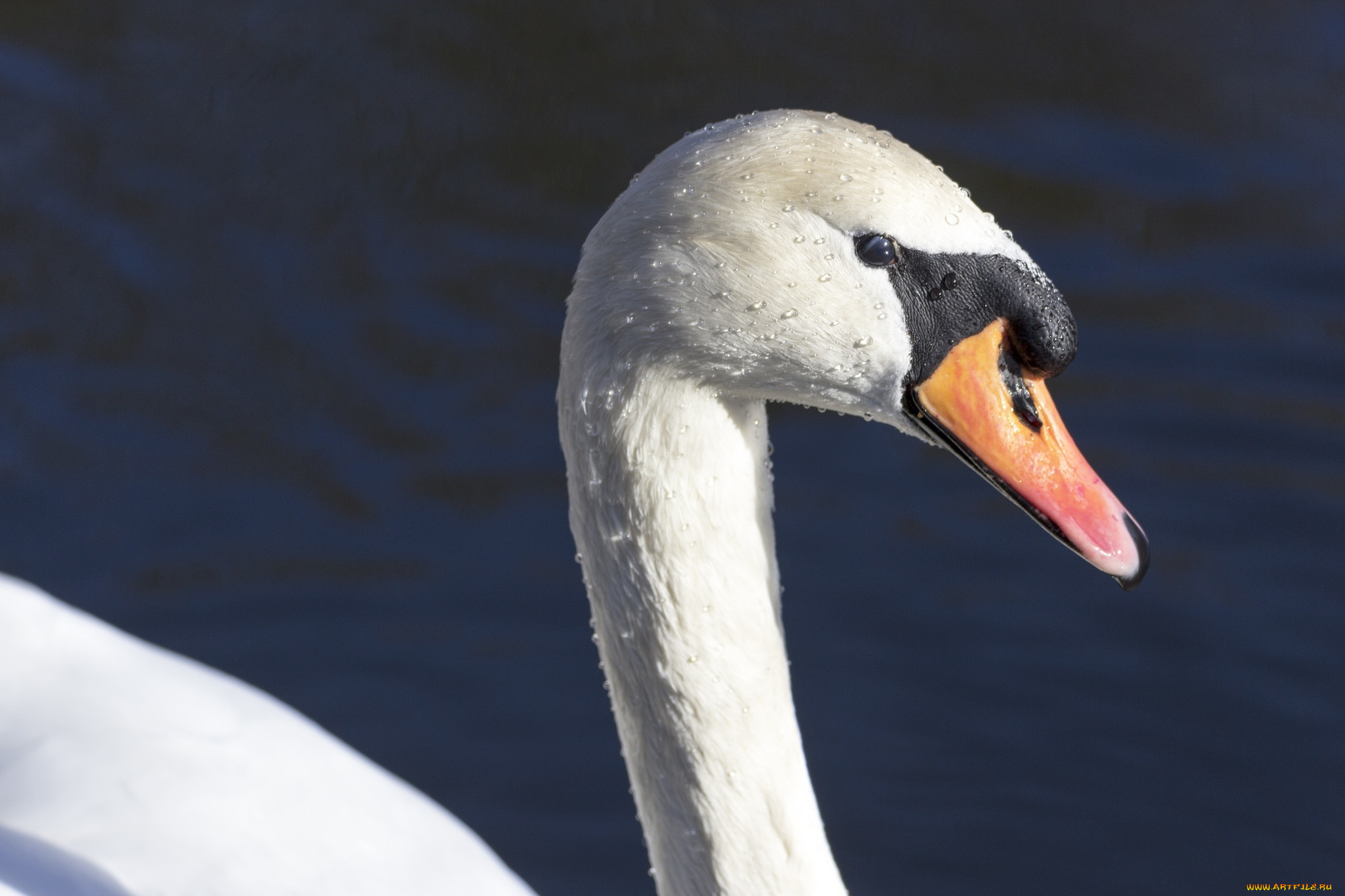 животные, лебеди, лебедь, белый, голова, клюв