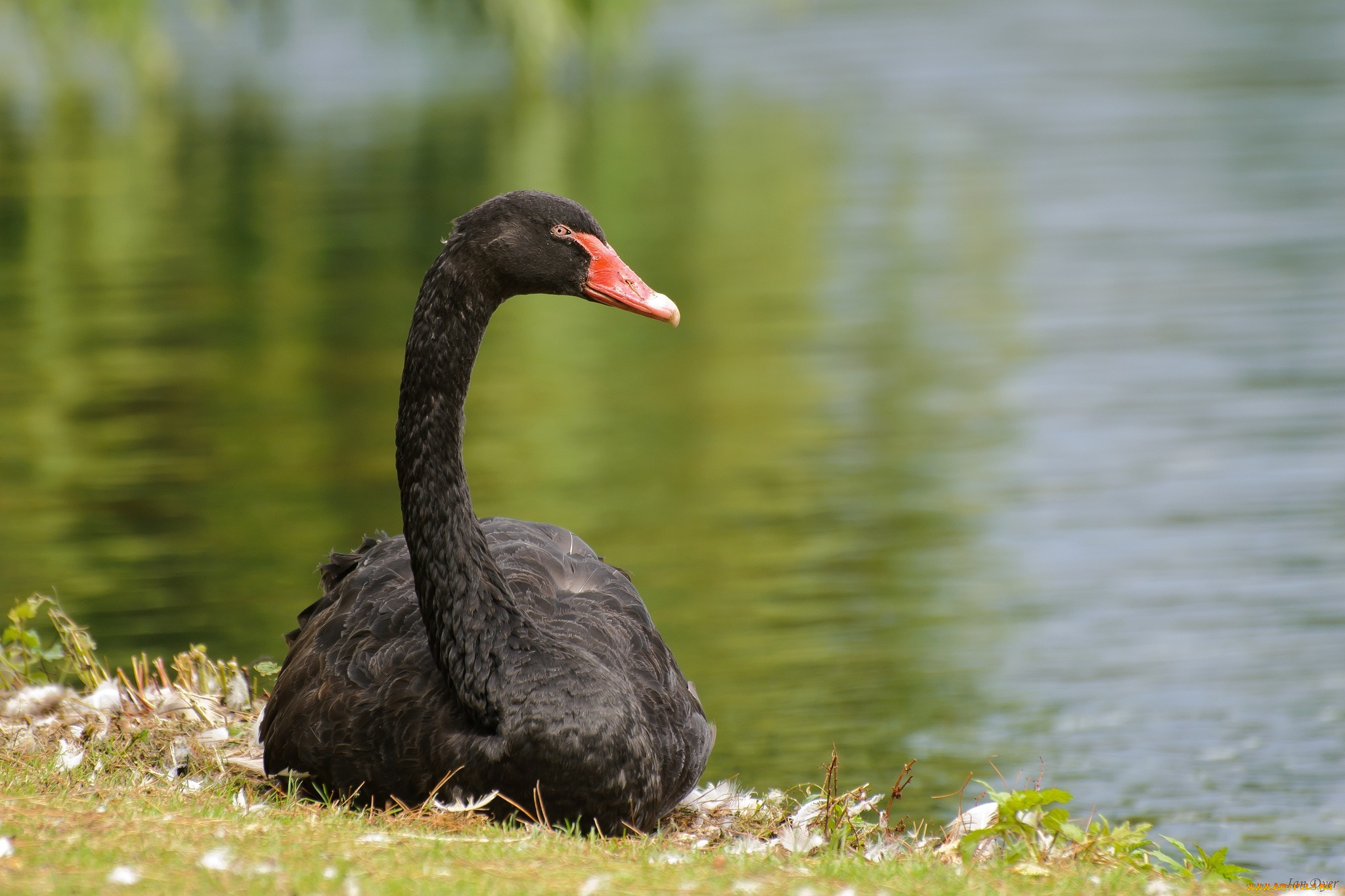животные, лебеди, лебедь, черный, шея, грация, берег