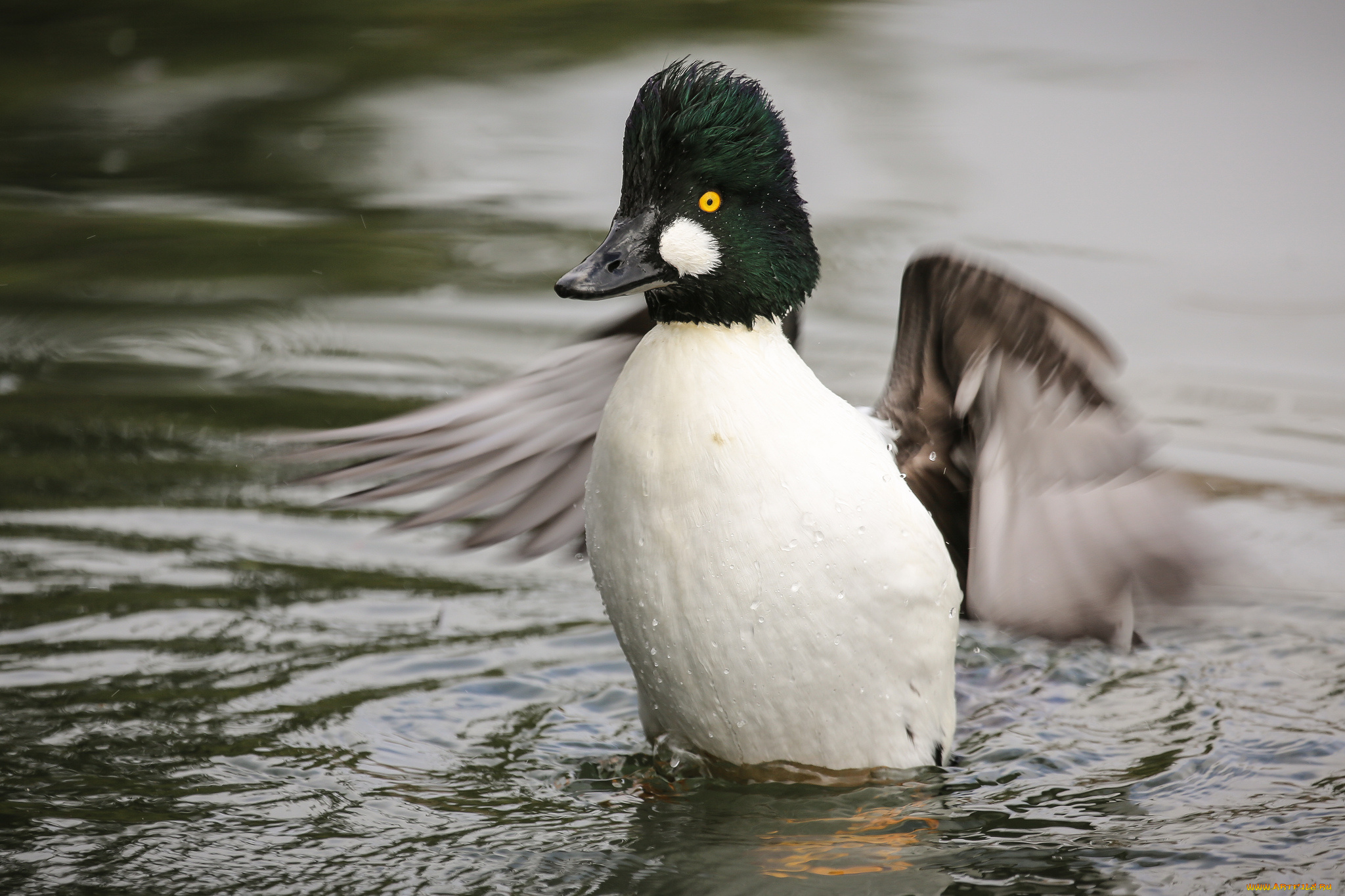 животные, утки, утка, вода