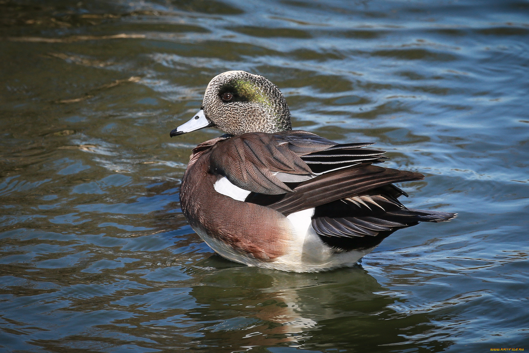 животные, утки, утка, вода