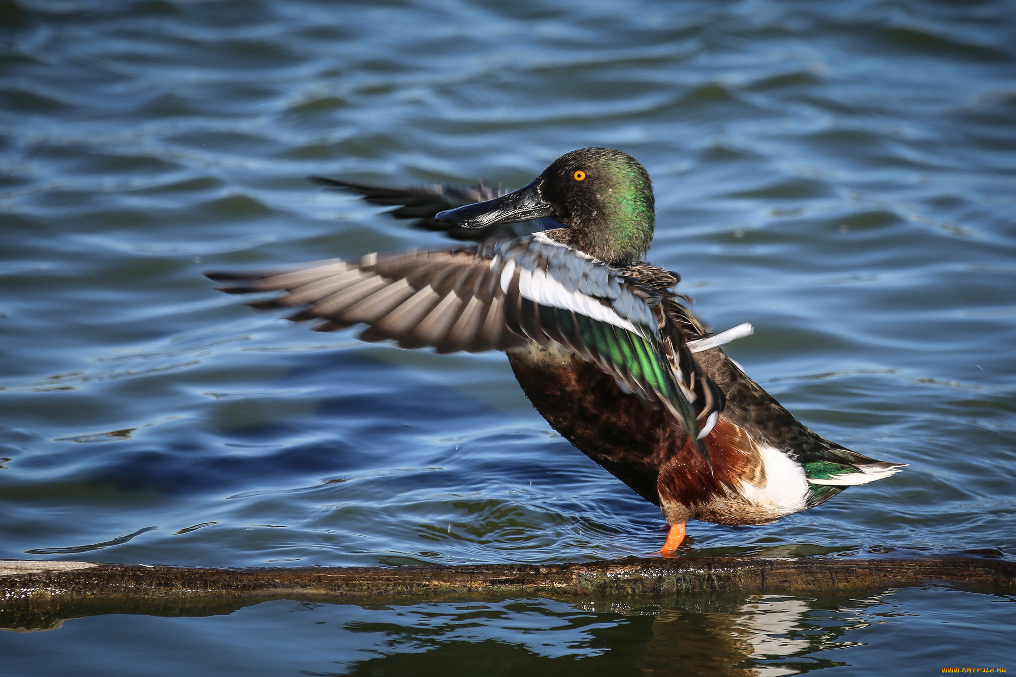 животные, утки, утка, вода